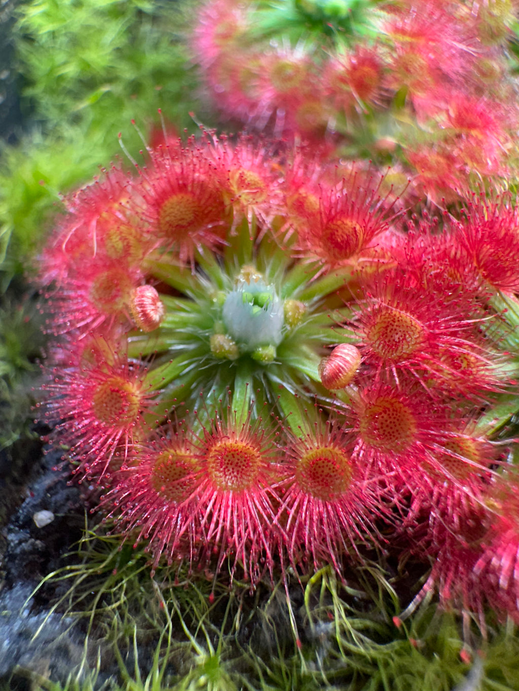 Drosera leucoblasta gemmae