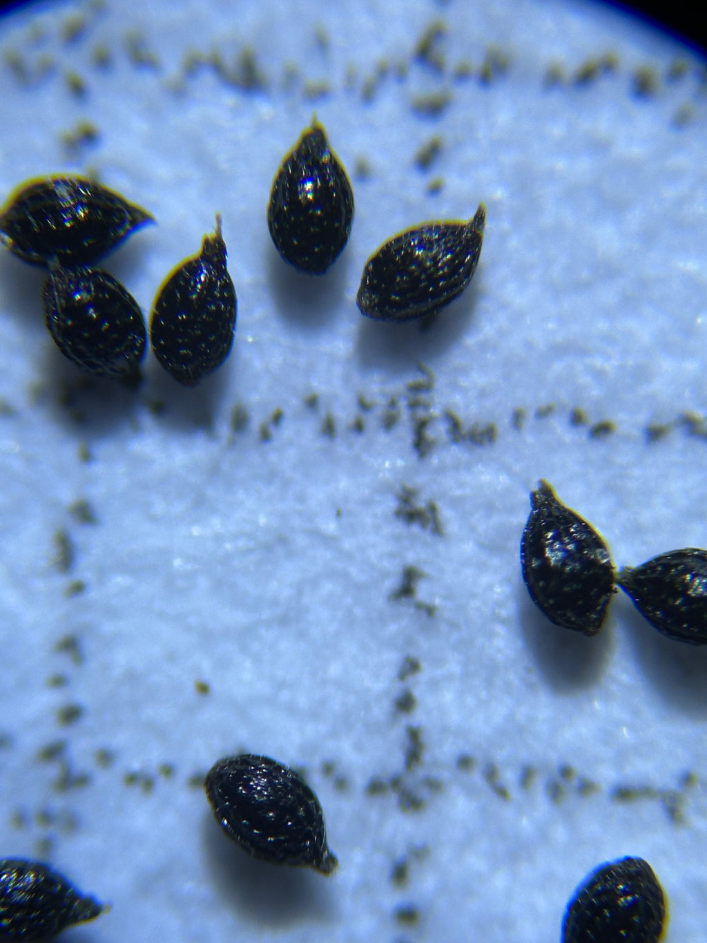 Drosera kaieteurensis (Churi Tepui, Chimantá Massif, Venezuela) seeds