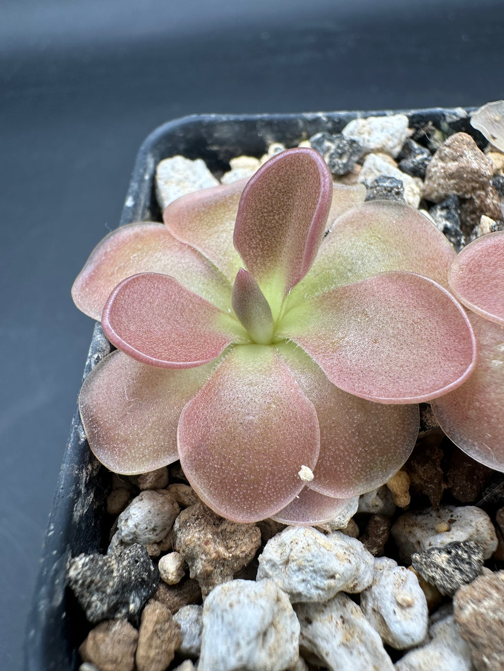 Pinguicula ‘Pirouette’