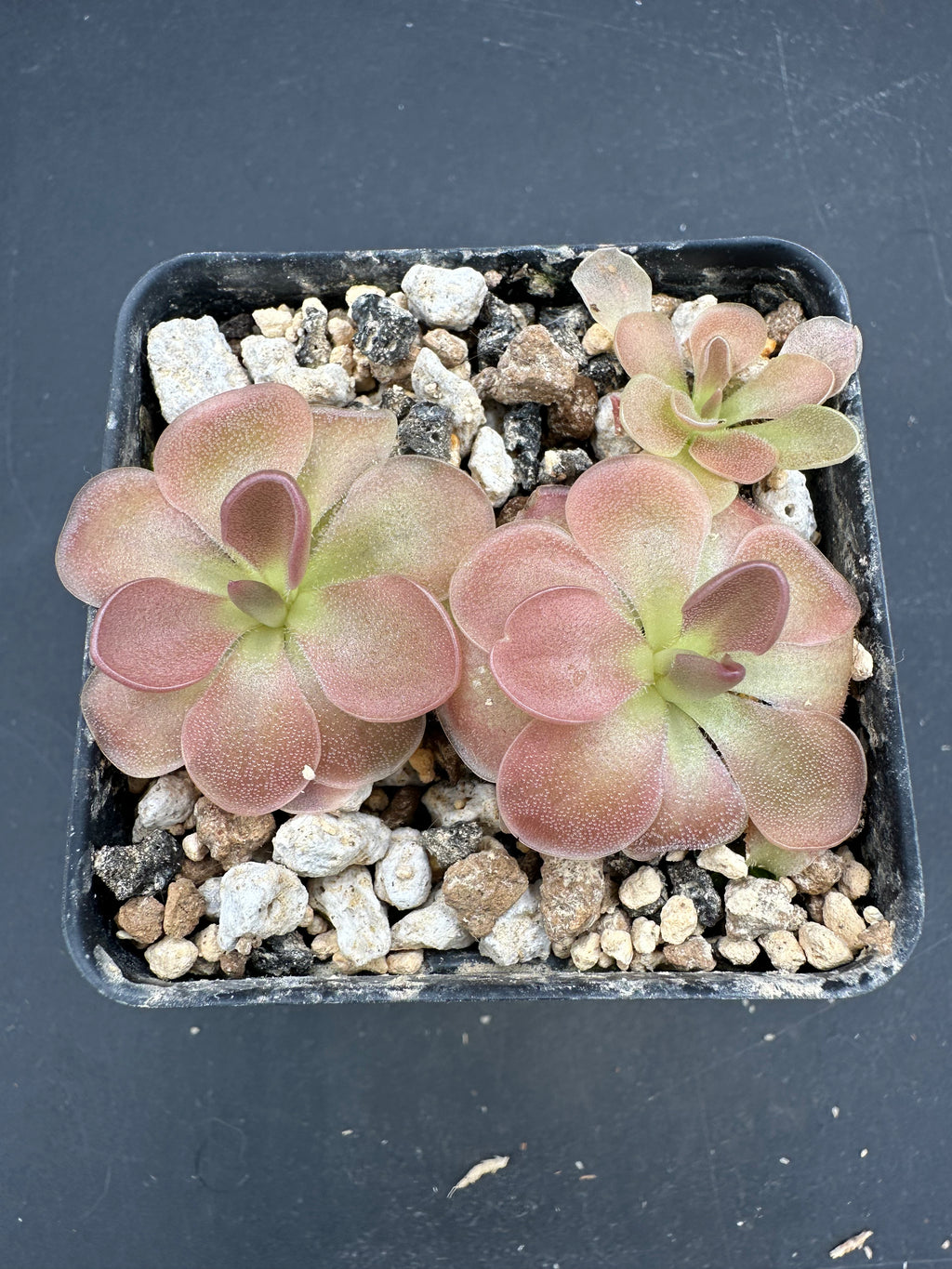Pinguicula ‘Pirouette’
