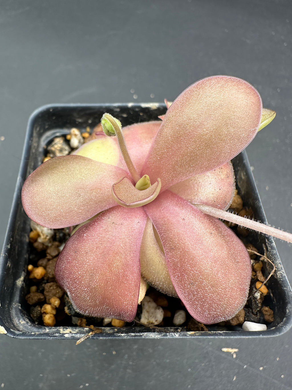 Pinguicula agnata "red leaf" x emarginata