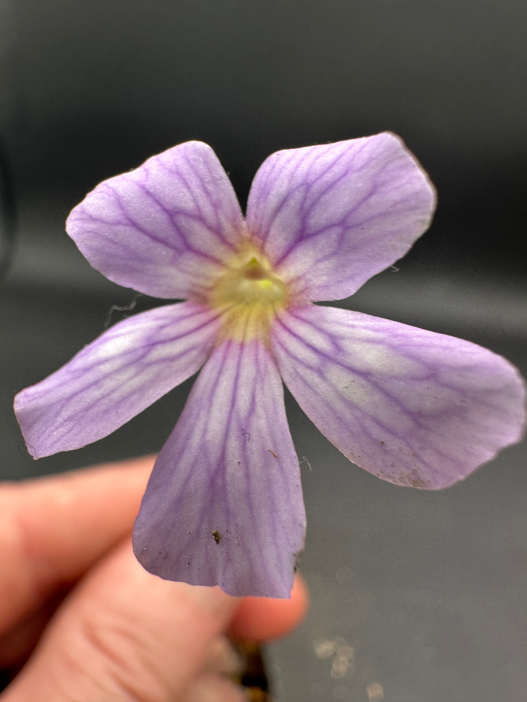Pinguicula agnata "red leaf" x emarginata