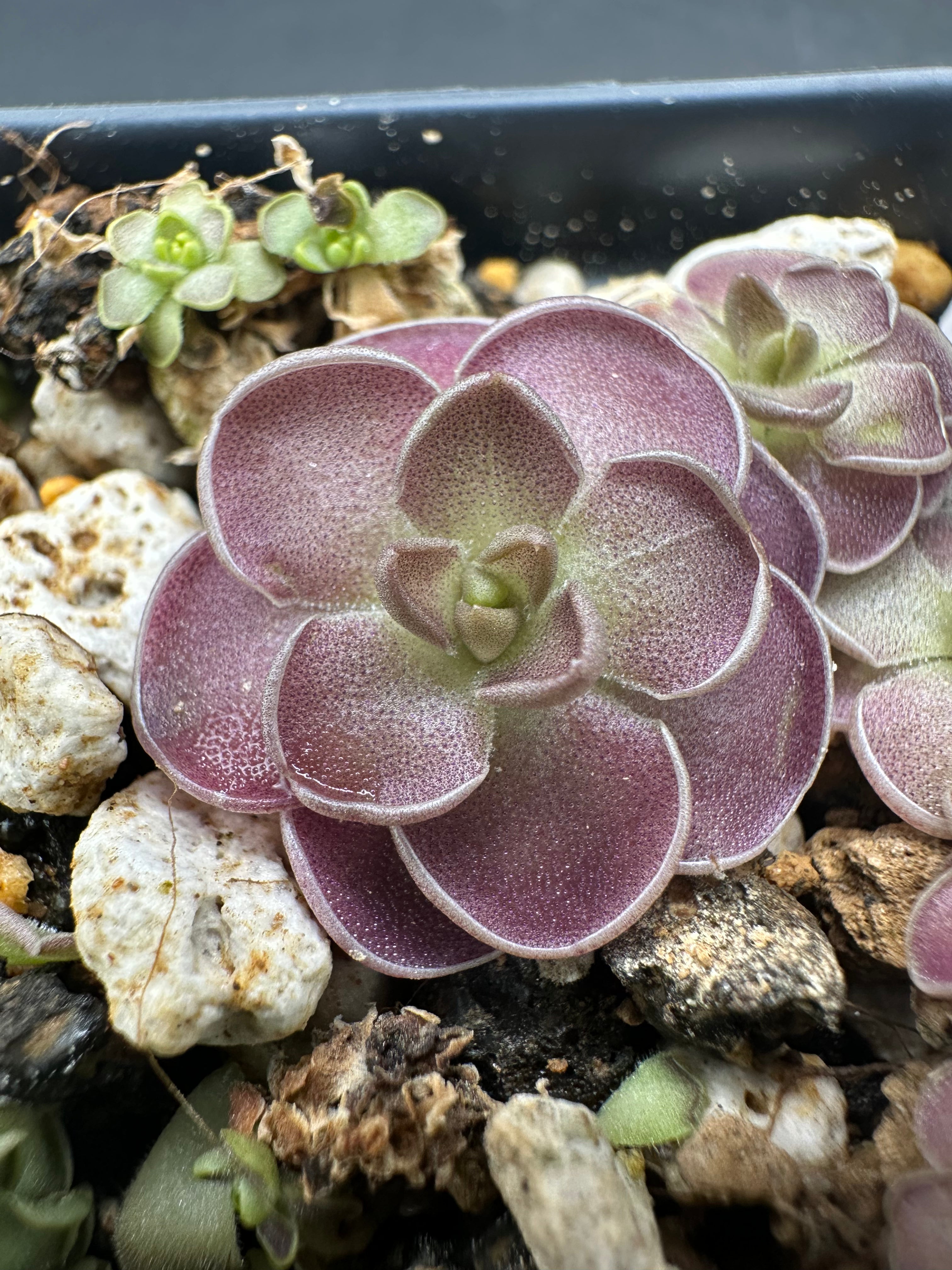 Pinguicula jaumavensis x cyclosecta