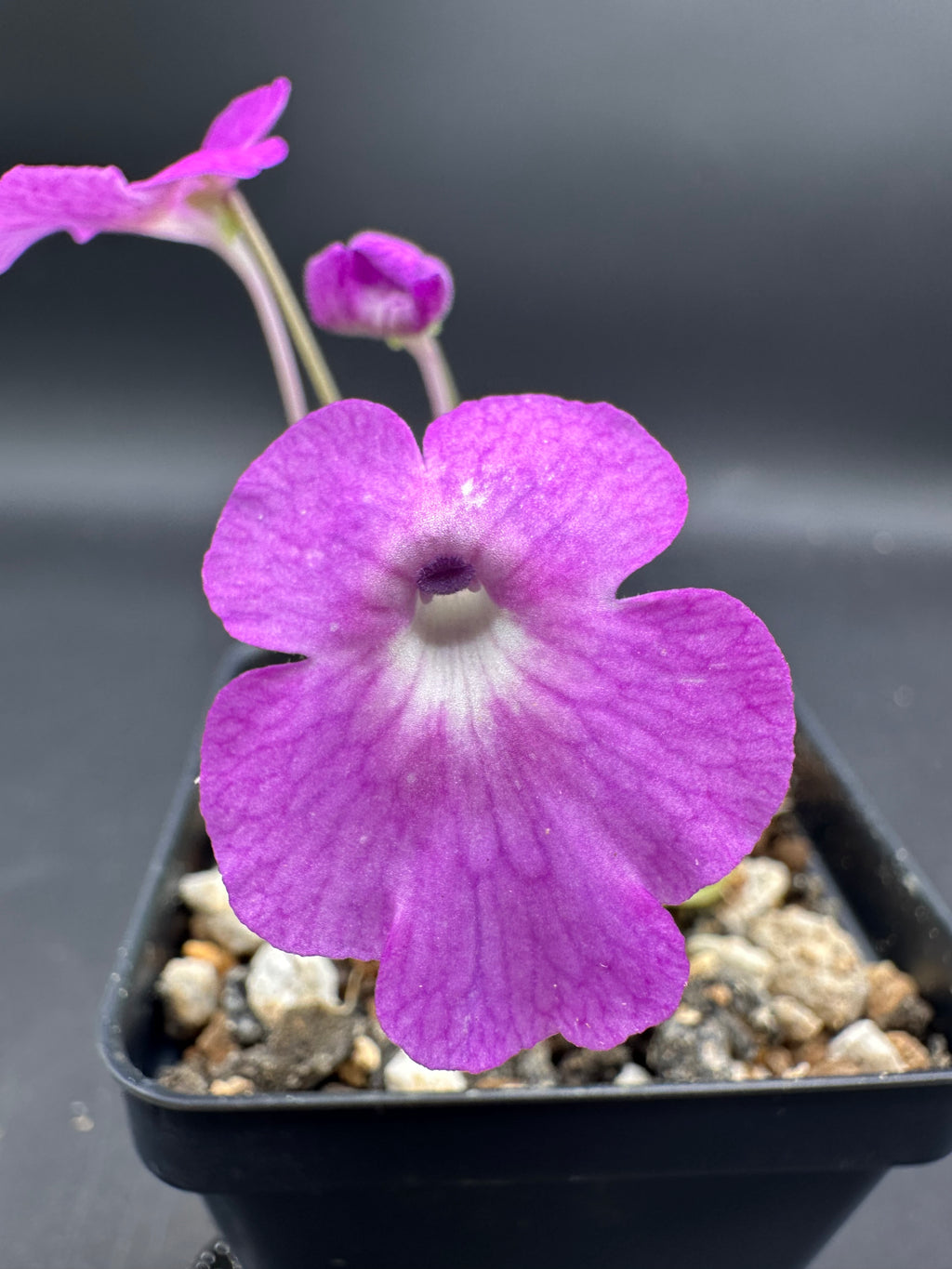 Pinguicula hemiepiphytica x cyclosecta
