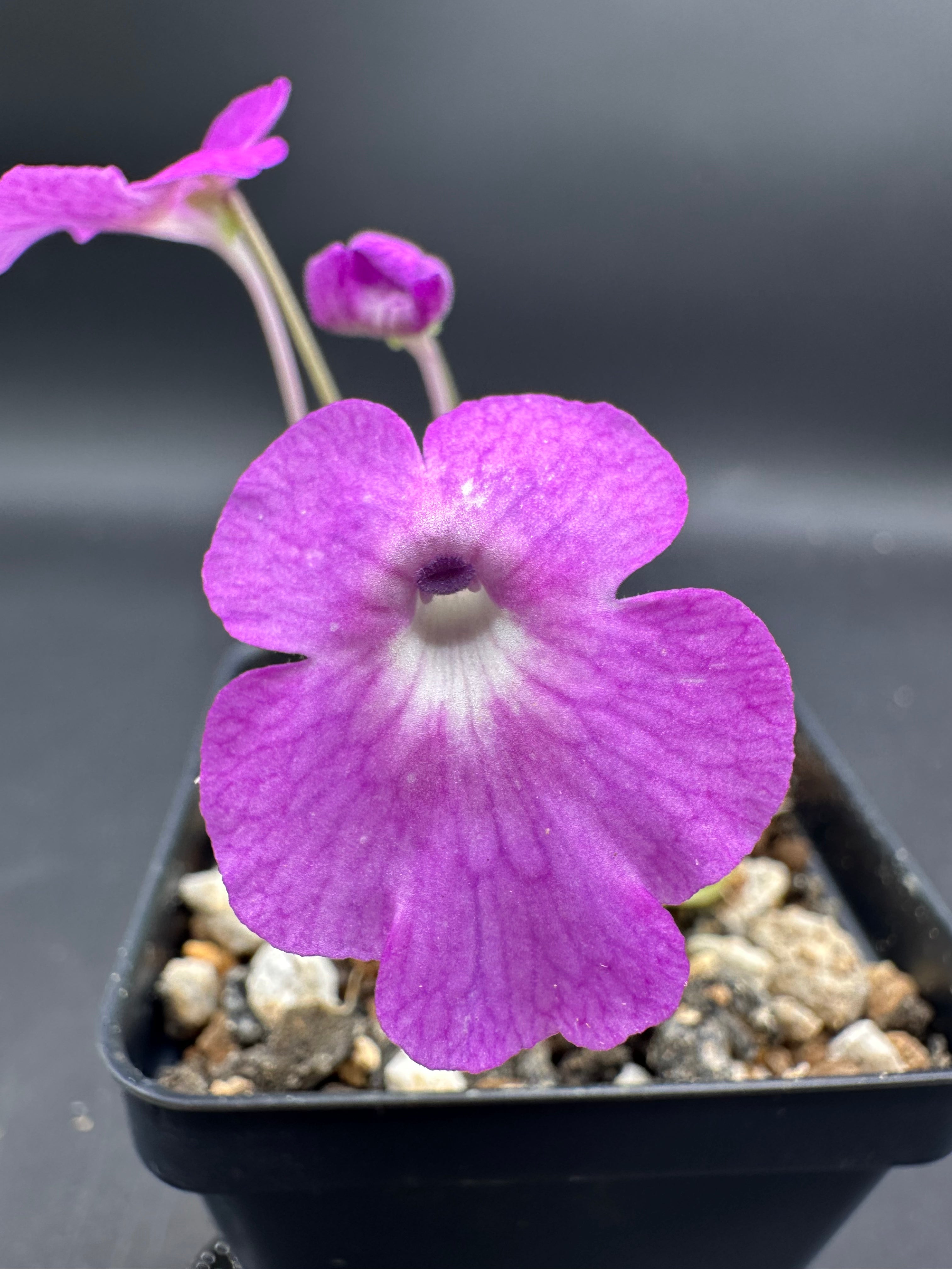 Pinguicula hemiepiphytica x cyclosecta