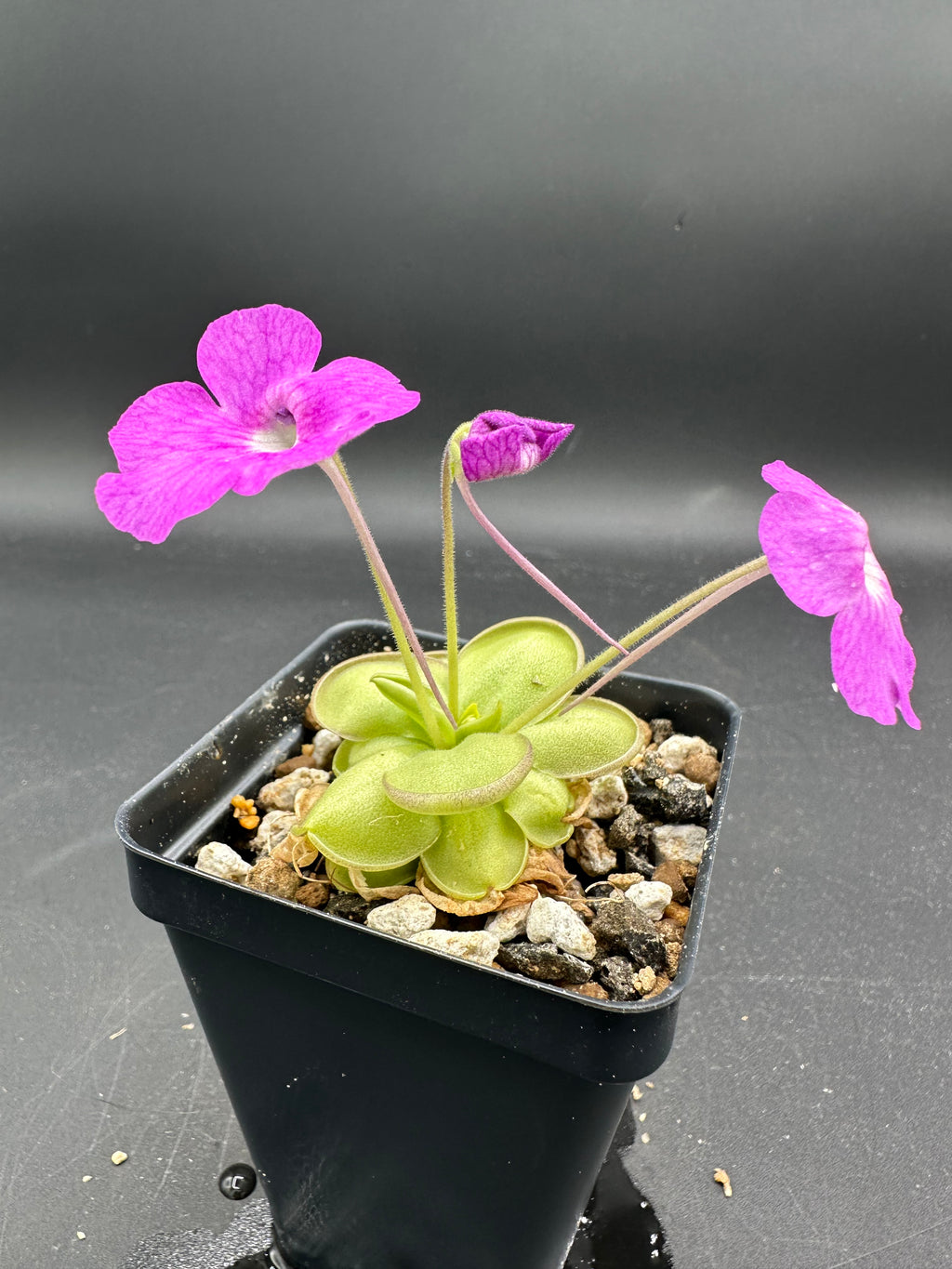Pinguicula hemiepiphytica x cyclosecta