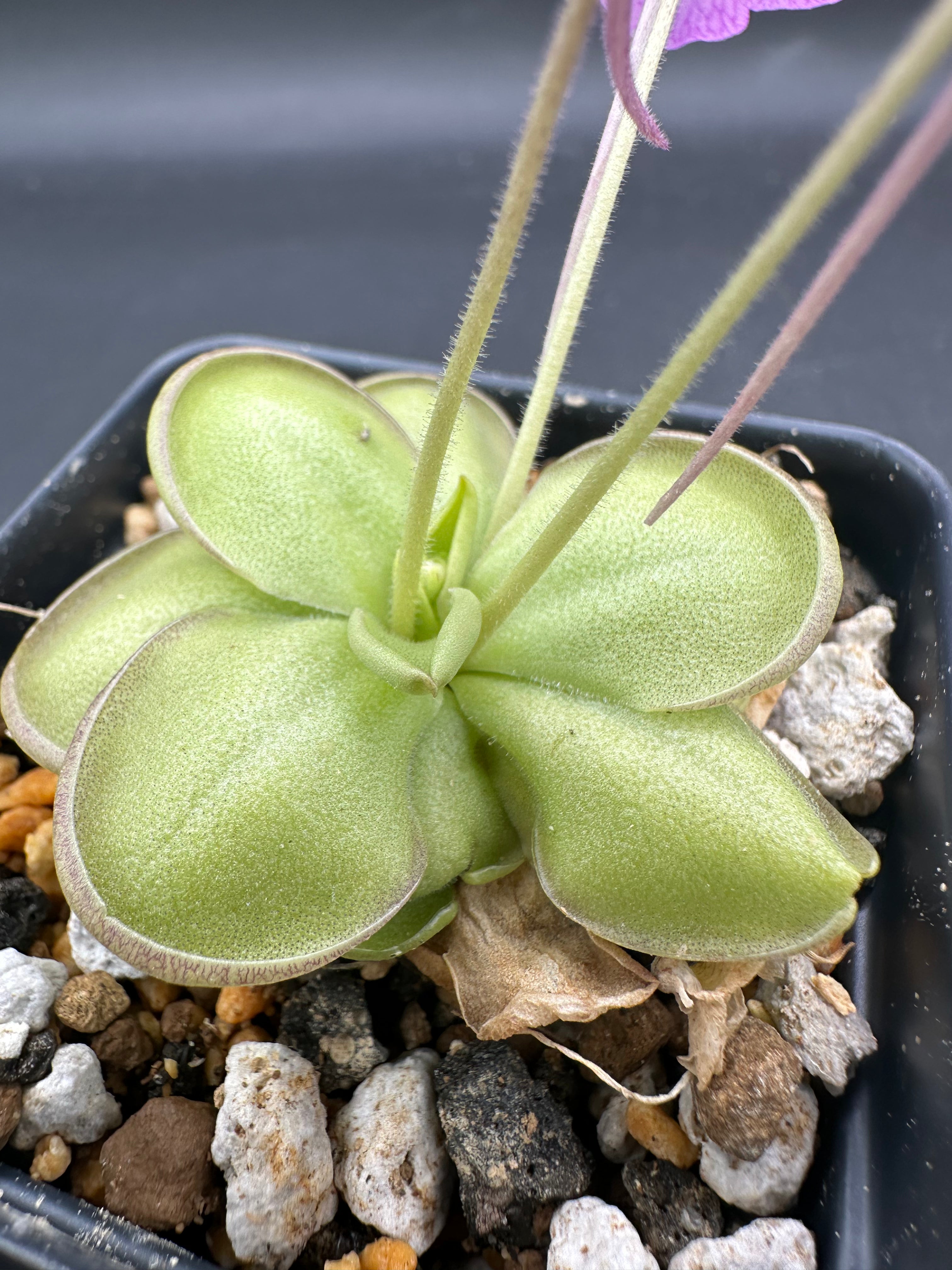 Pinguicula hemiepiphytica x cyclosecta
