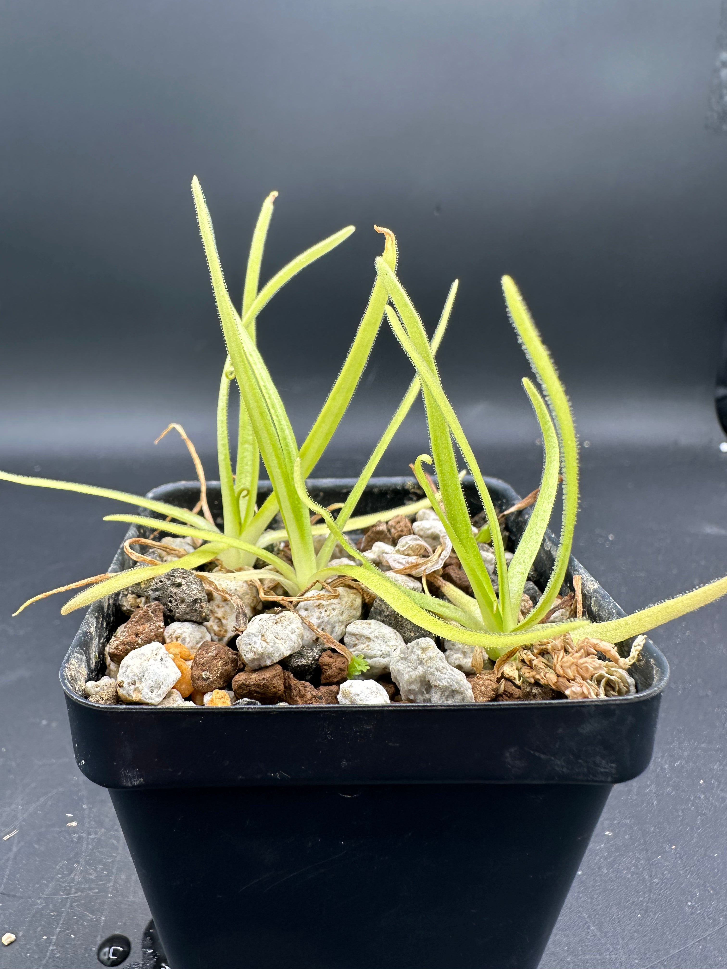 Pinguicula moctezumae (+/- 6km S al Las Moras (Casa de Máquinas), Cañón del Rio Moctezuma, municipality of Cadereyta, Querétaro, MEX)