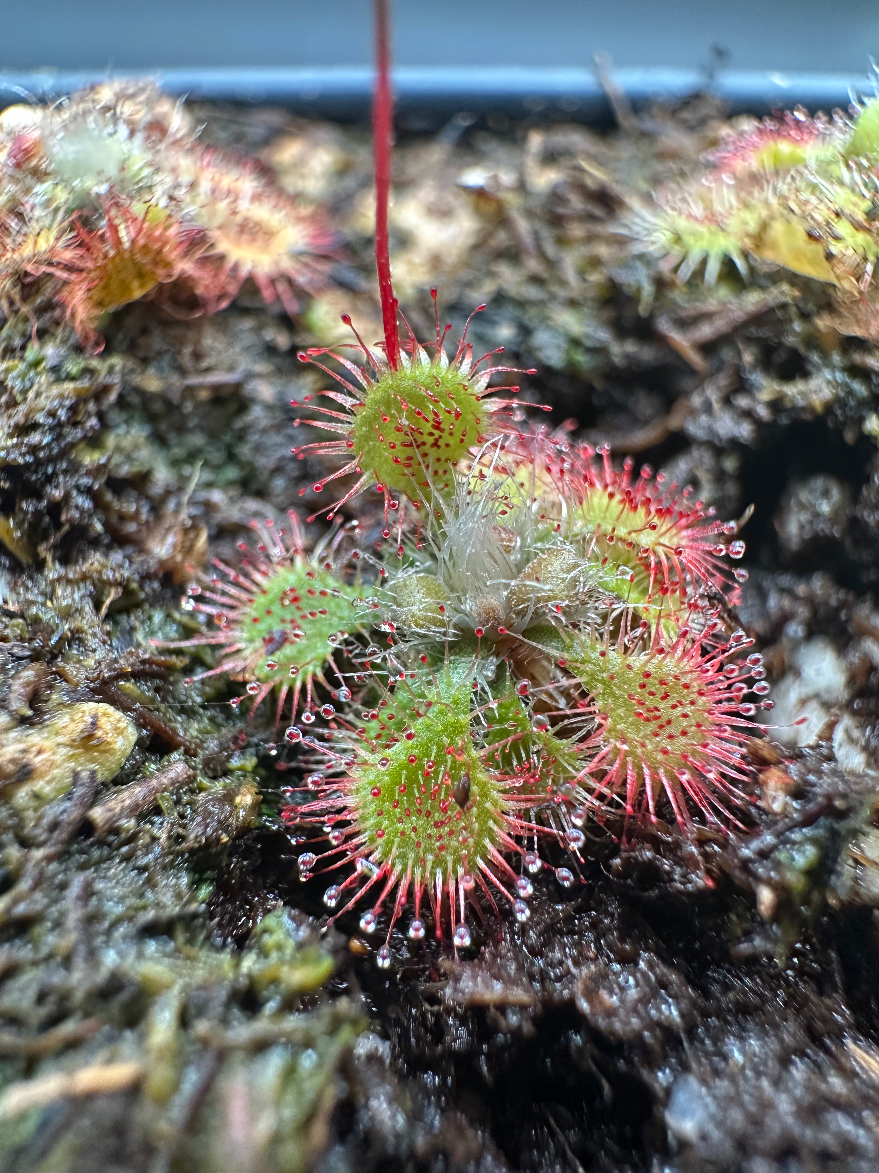 Drosera tokaiensis (Ueno, Mie Prefecture, Japan) 15+ seeds