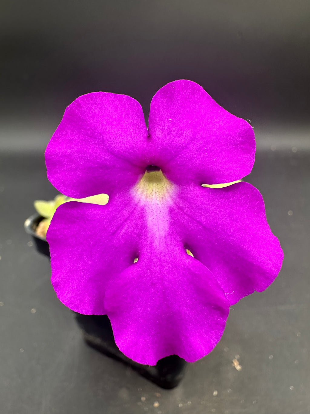 Pinguicula gigantea  x cyclosecta