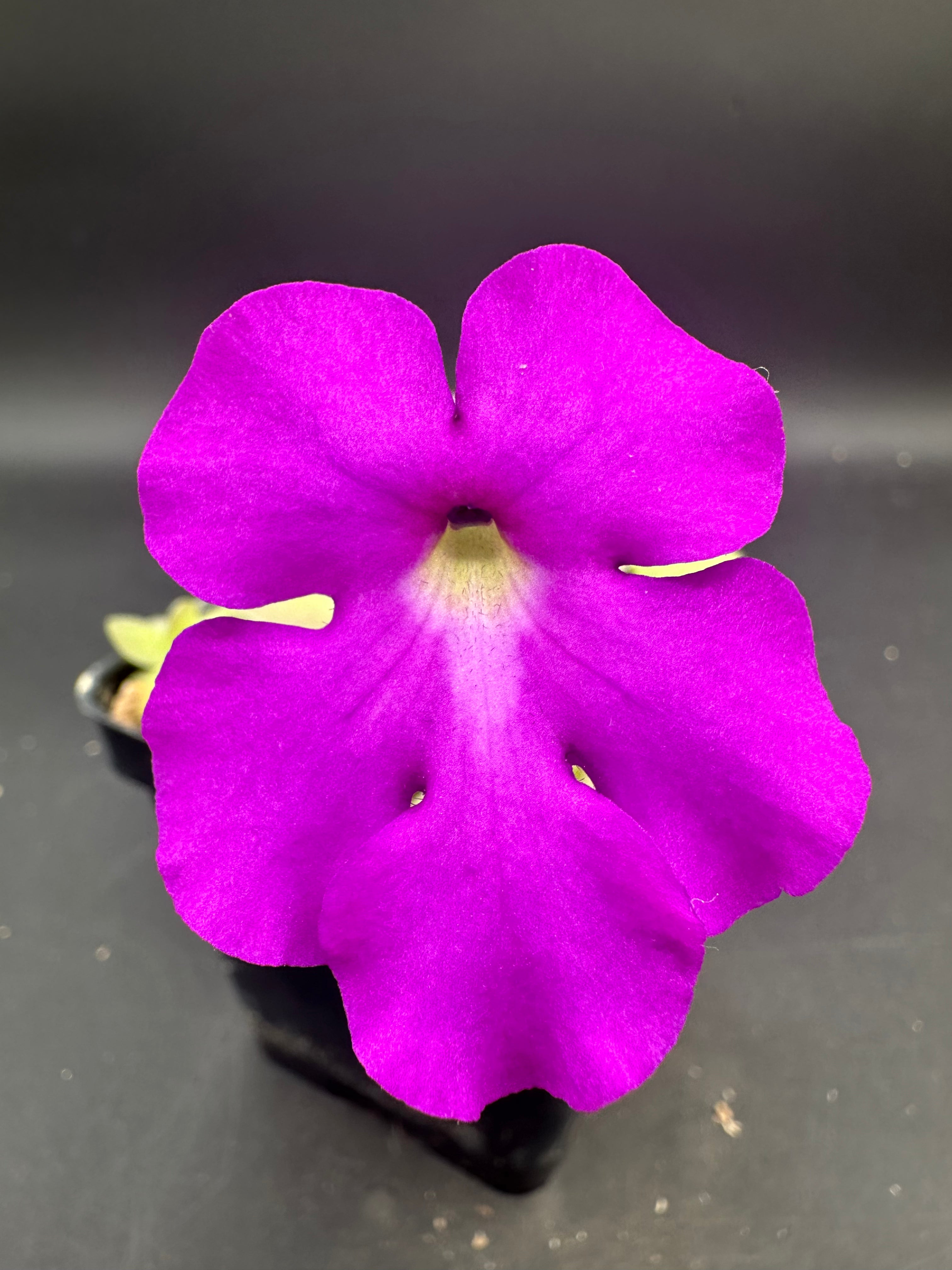 Pinguicula gigantea  x cyclosecta