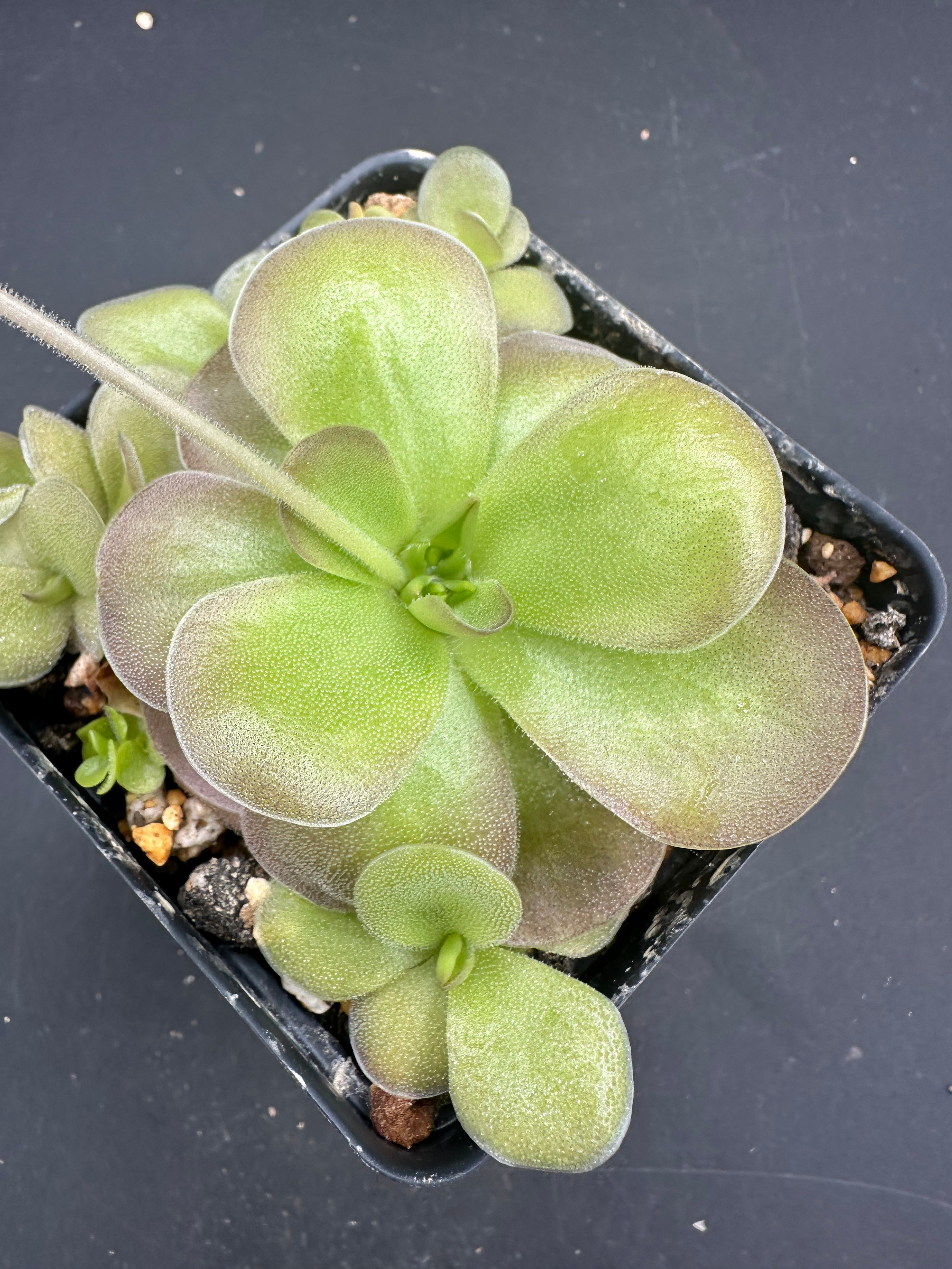Pinguicula gigantea  x cyclosecta