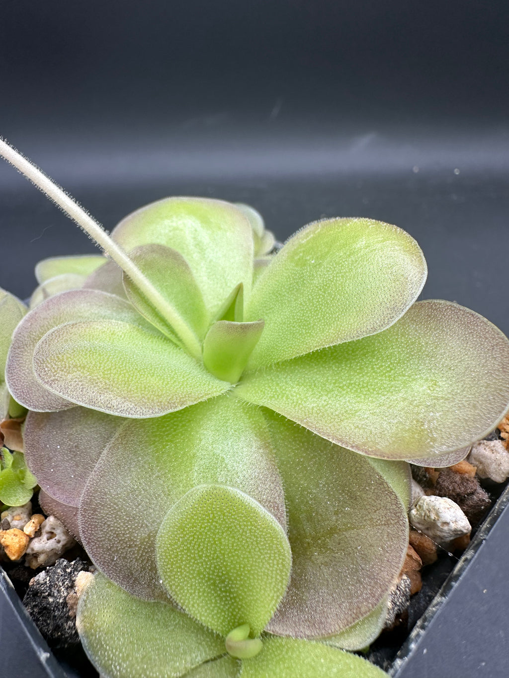 Pinguicula gigantea  x cyclosecta