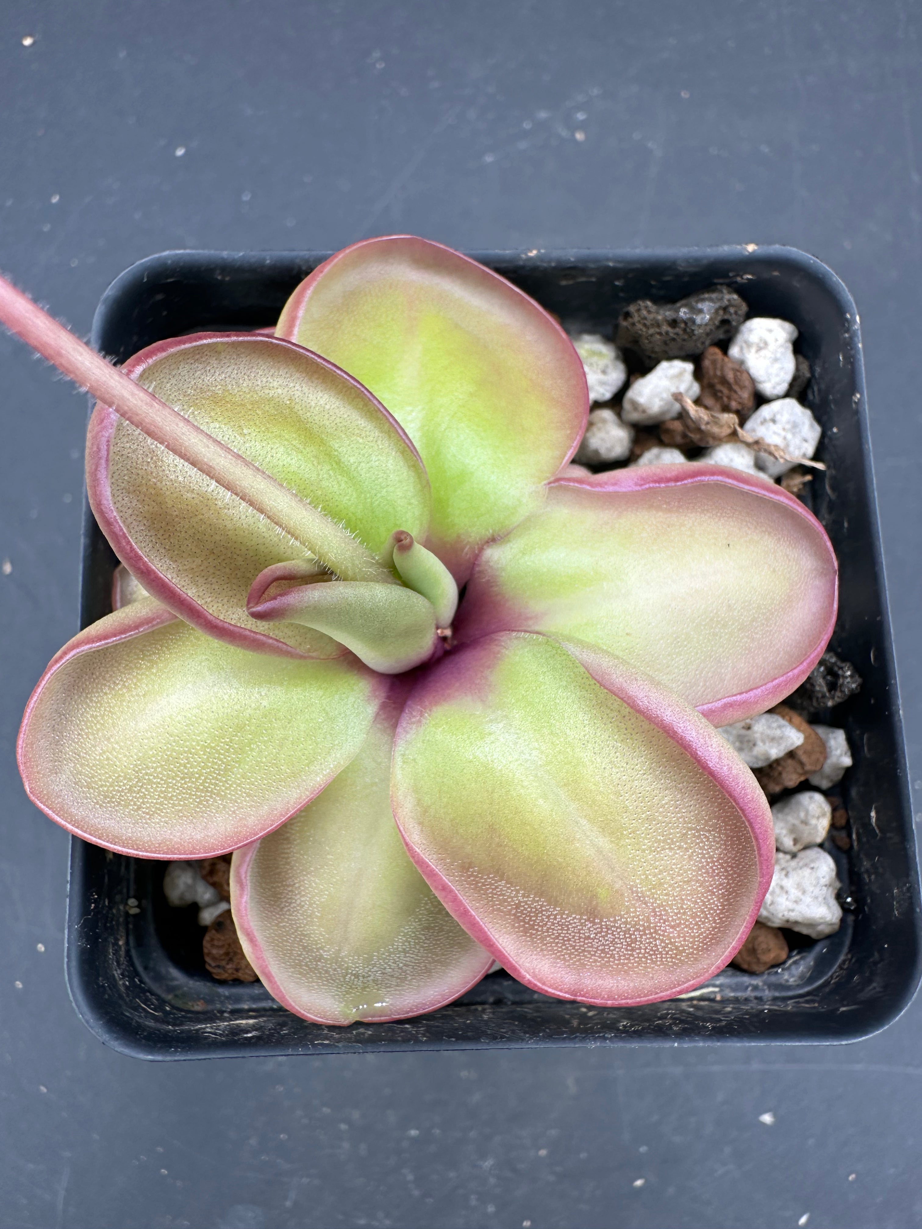Pinguicula ‘Faulisi’