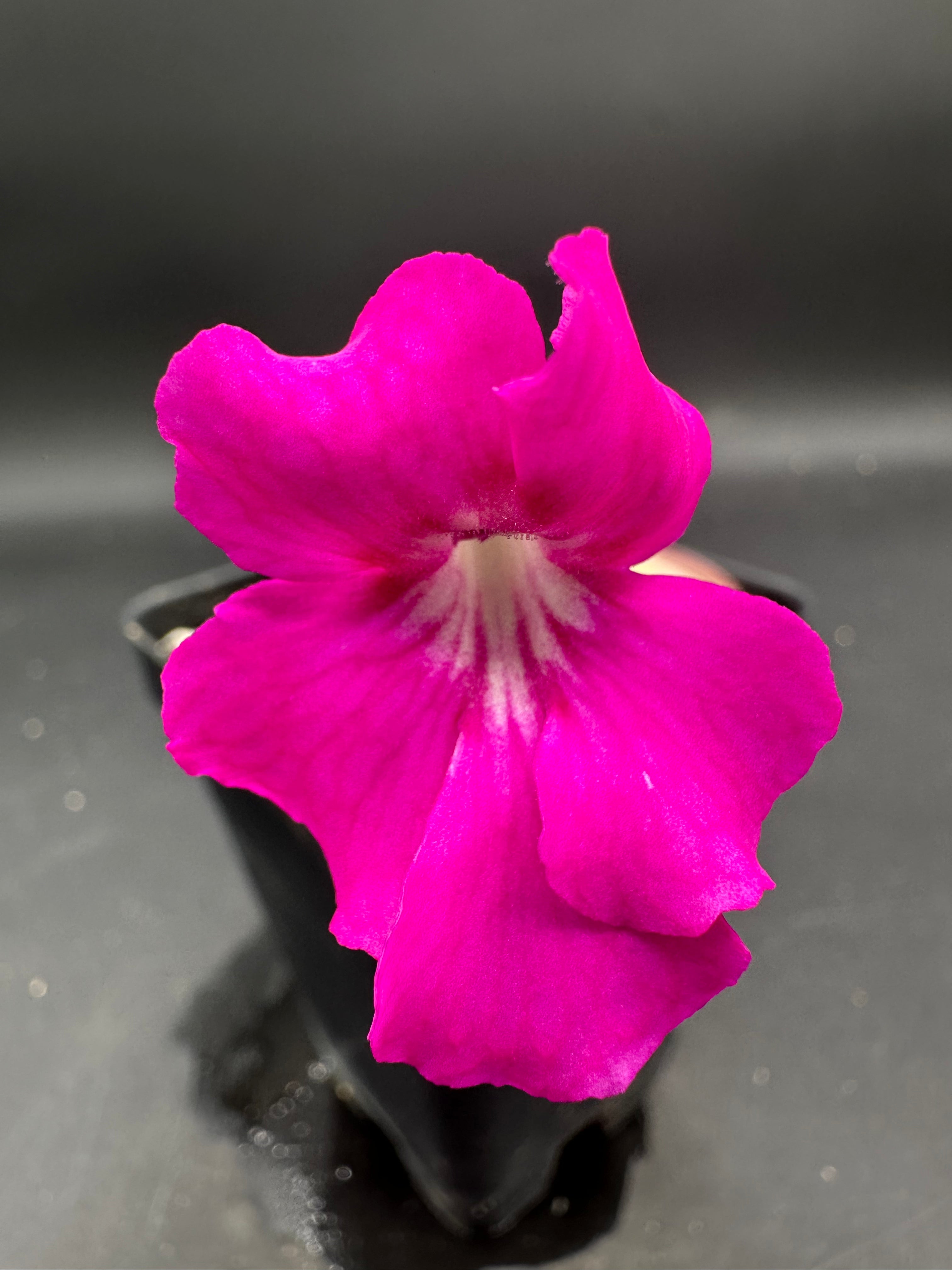 Pinguicula ‘Faulisi’