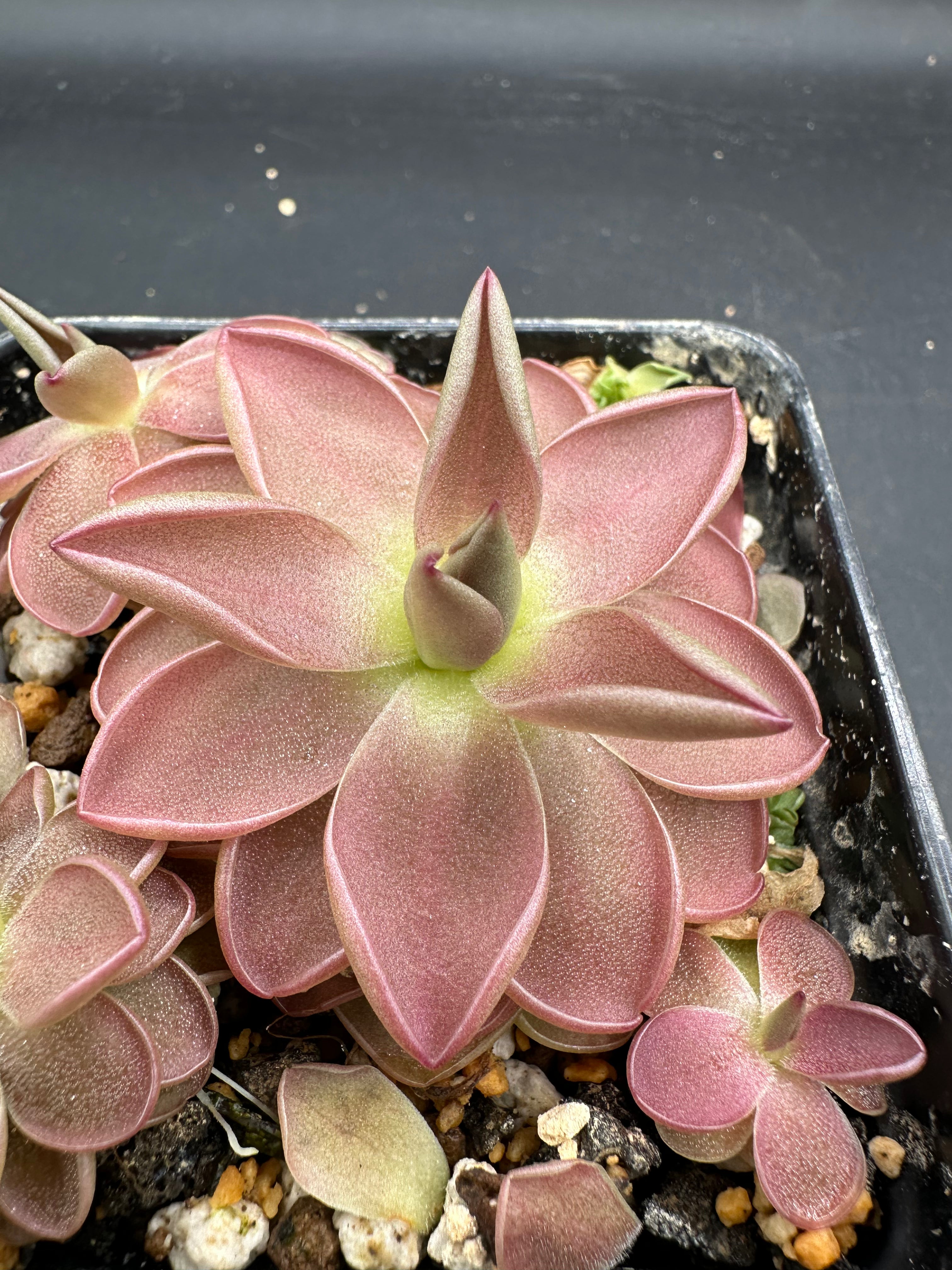 Pinguicula “Yucca Do 1717” x laueana