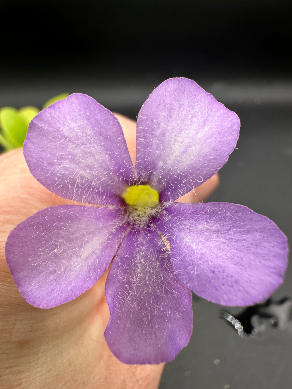 Pinguicula “Alfred Lau #13”