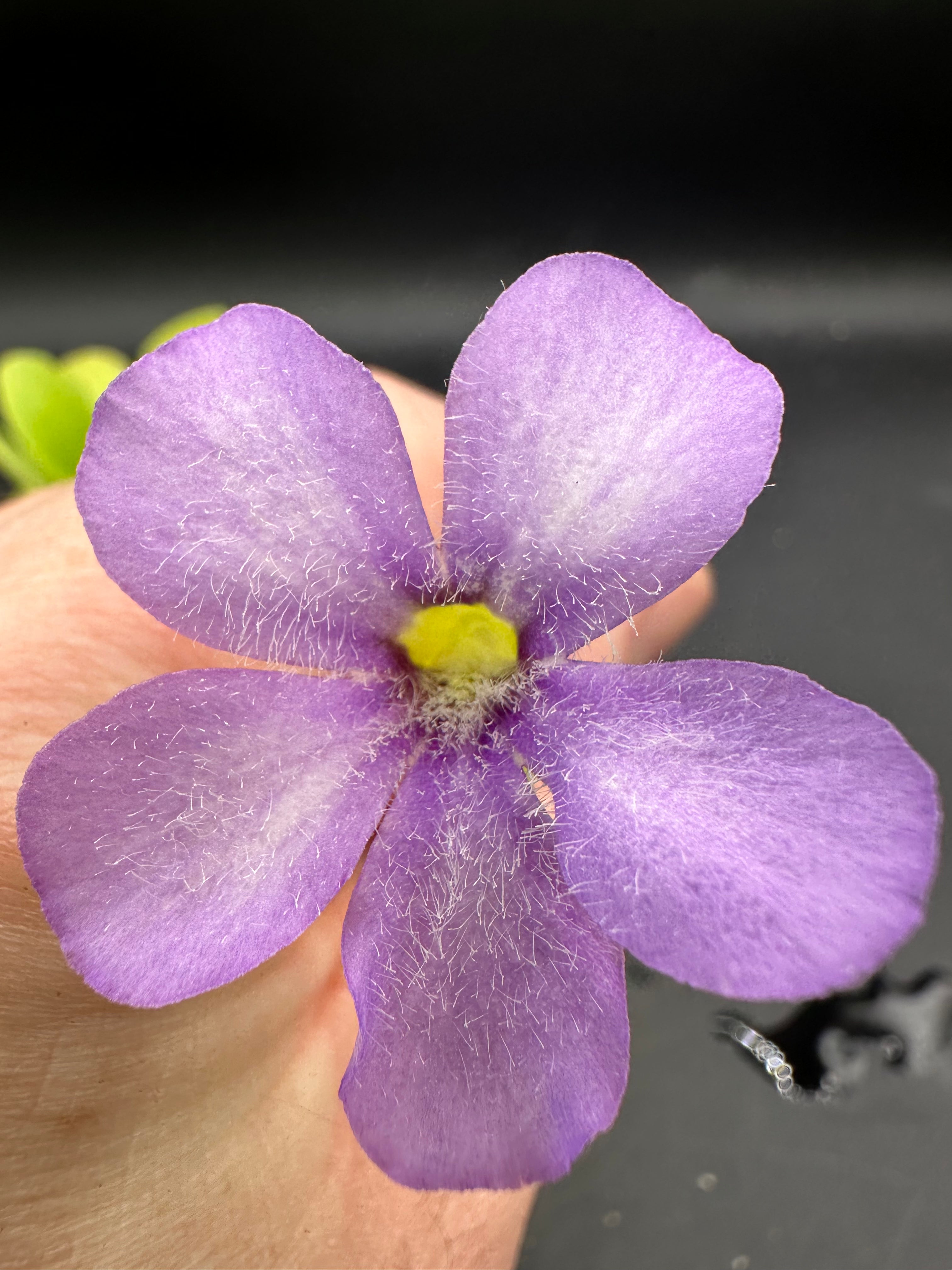 Pinguicula “Alfred Lau #13”