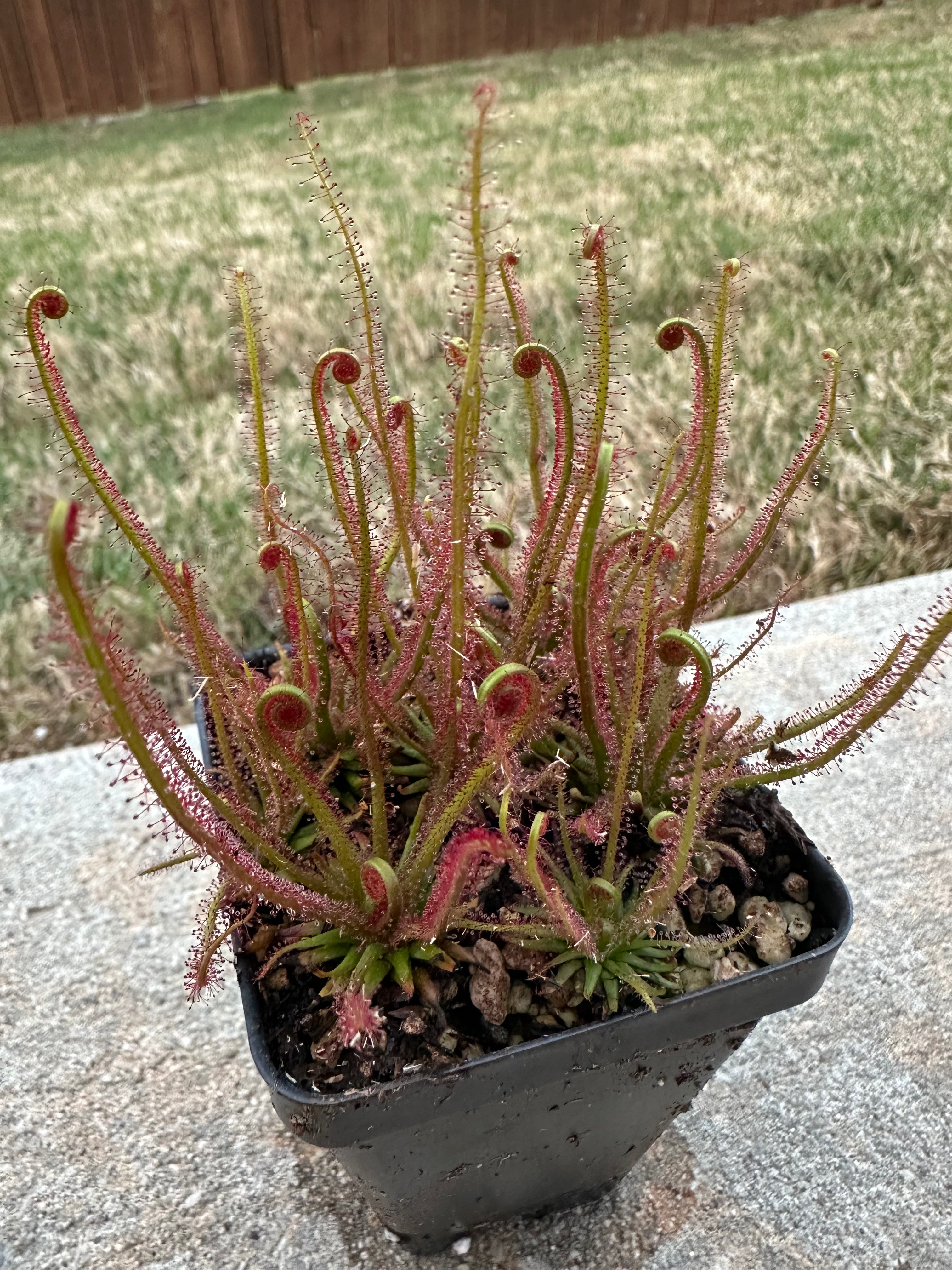Drosera filiformis "Florida red"
