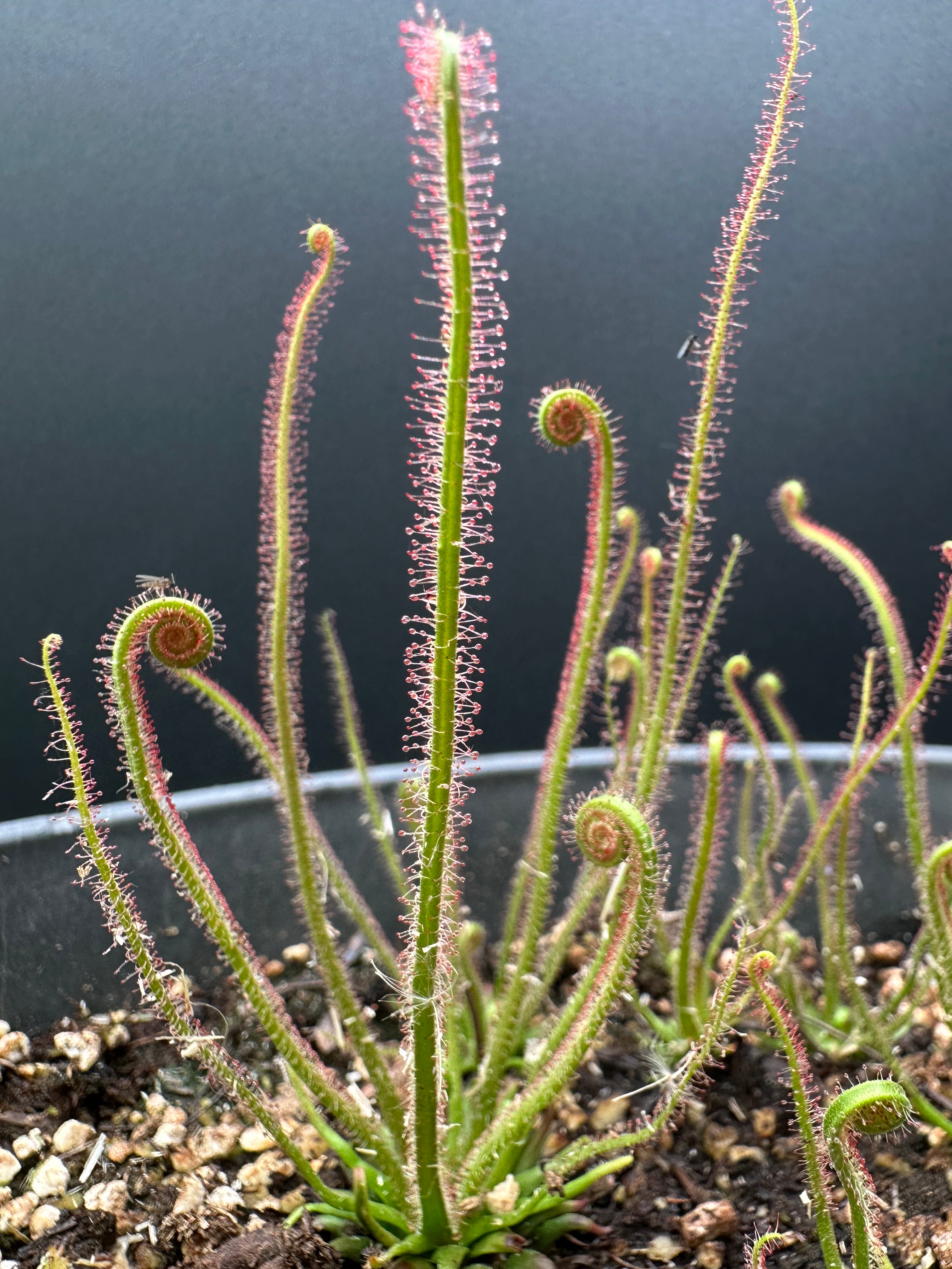 Drosera 'Dreamsicle'