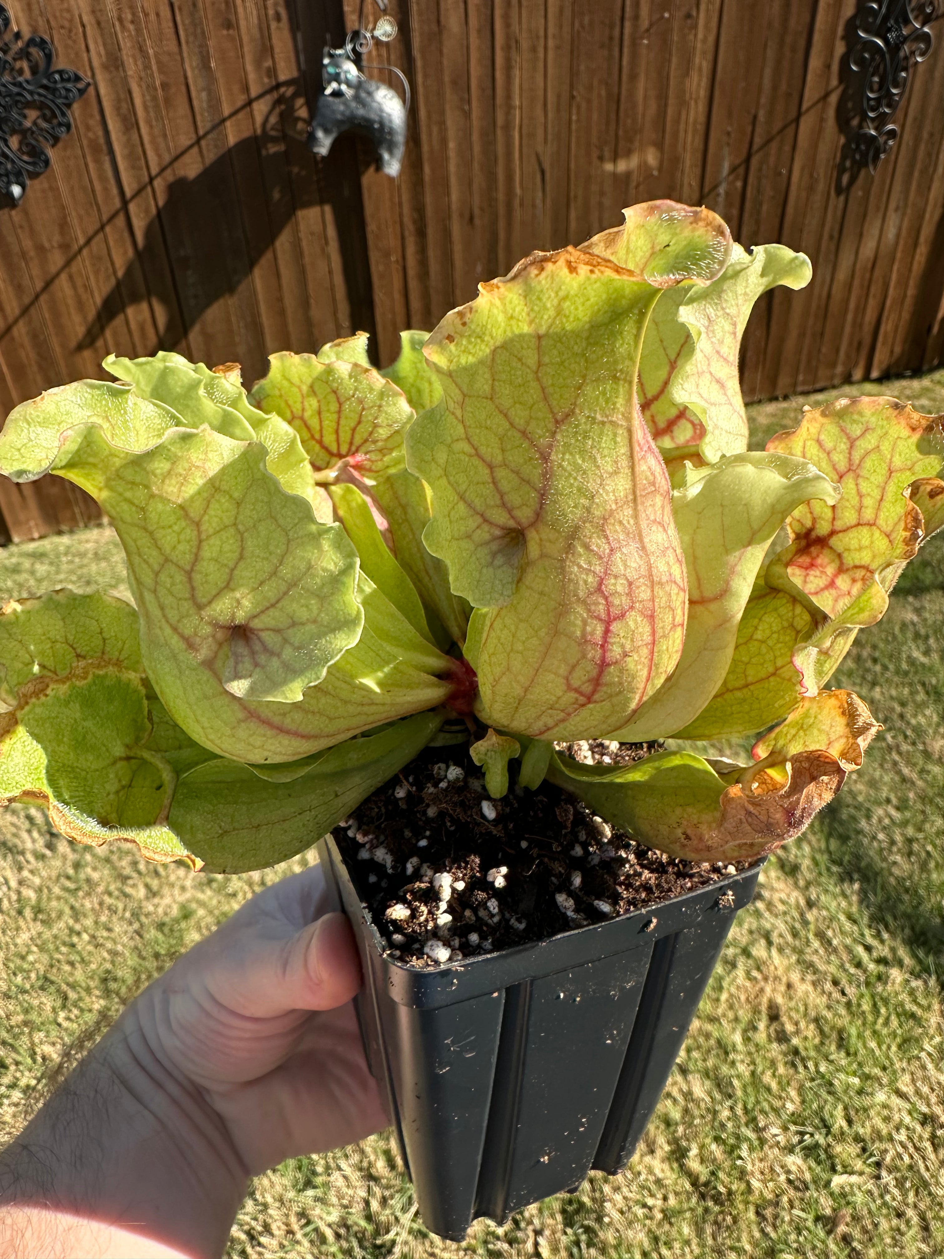 Sarracenia purpurea ssp. venosa "White Ghost"