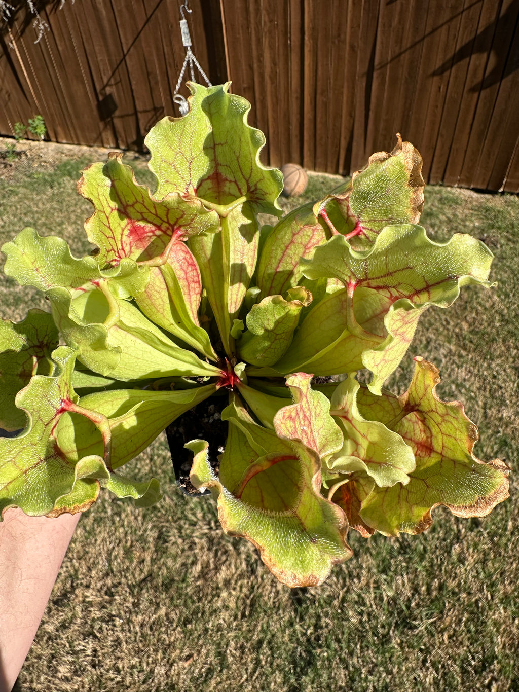 Sarracenia purpurea ssp. venosa "White Ghost"