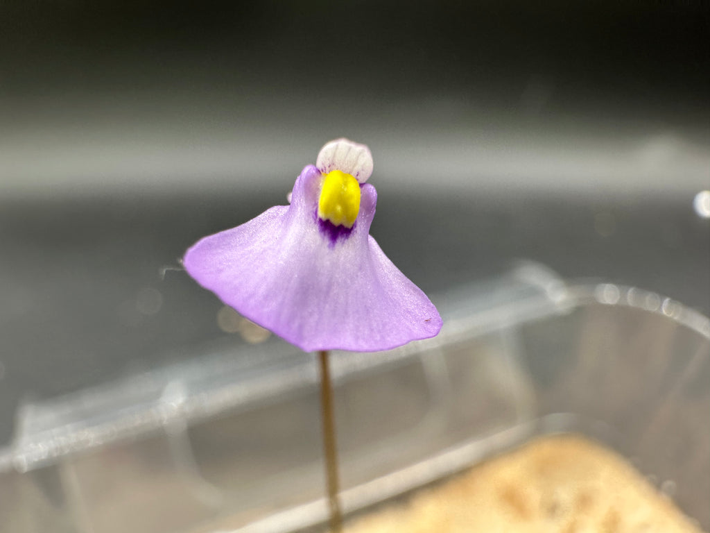 Utricularia barkeri (Langi Ghiran, Victoria, AUS)