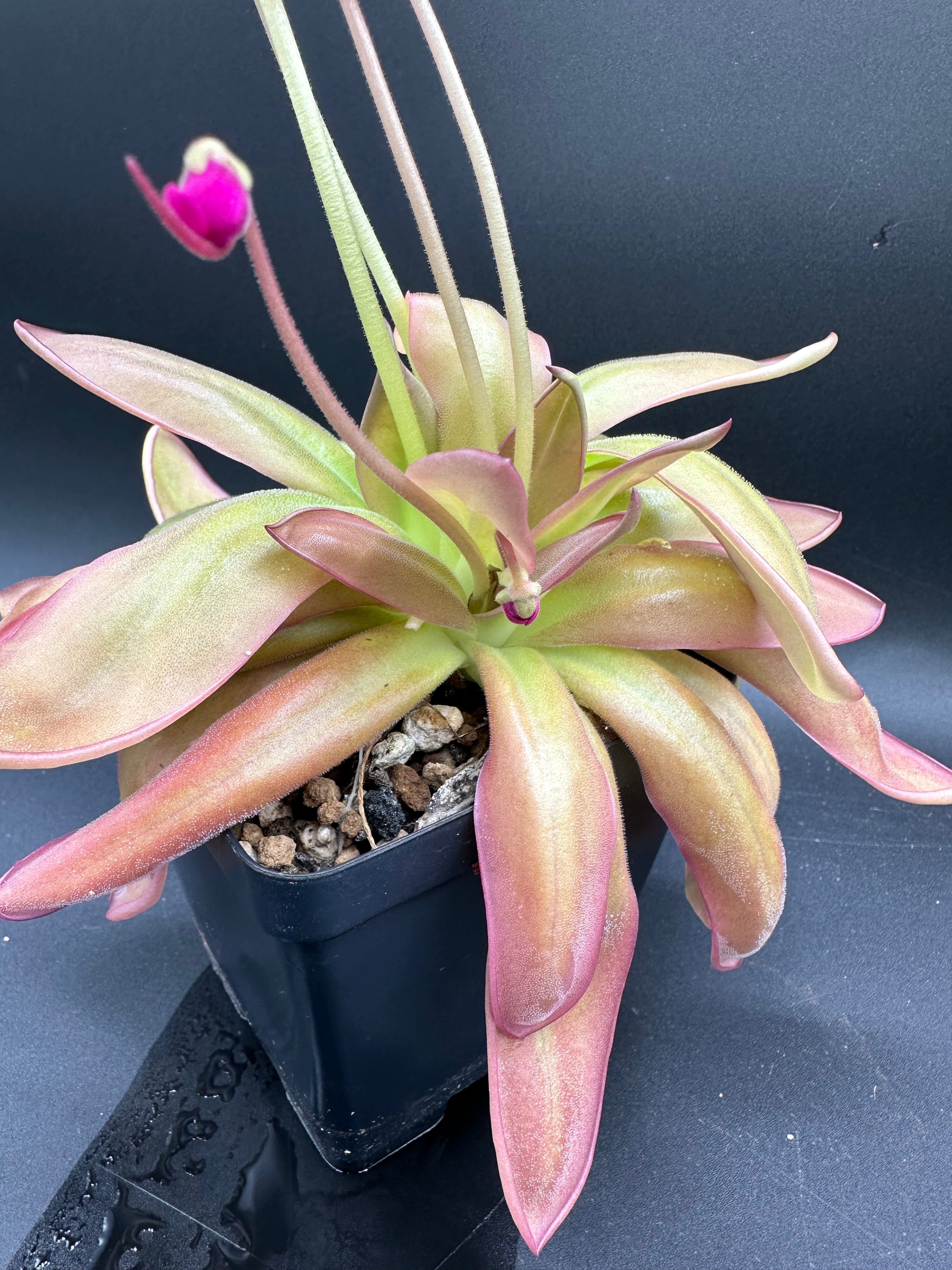 Pinguicula moranensis x moctezumae
