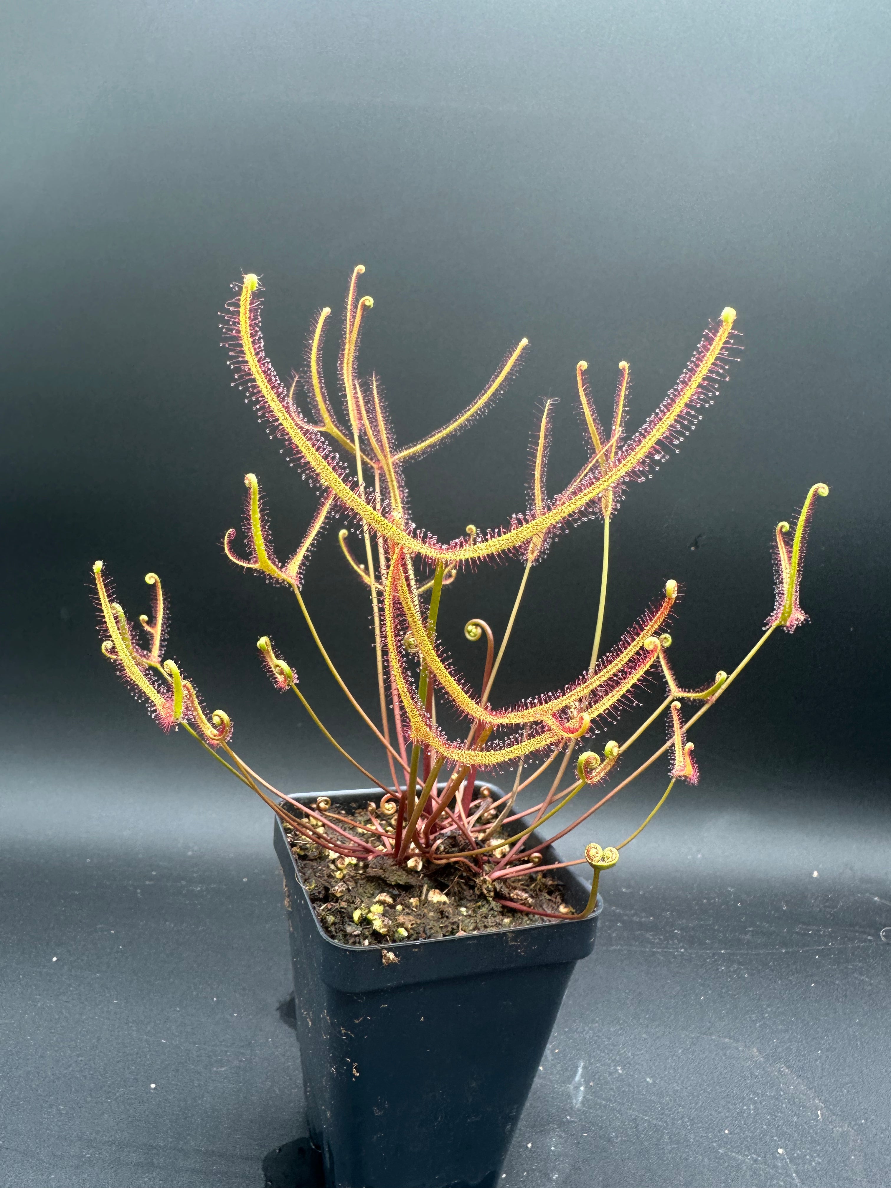 Drosera binata