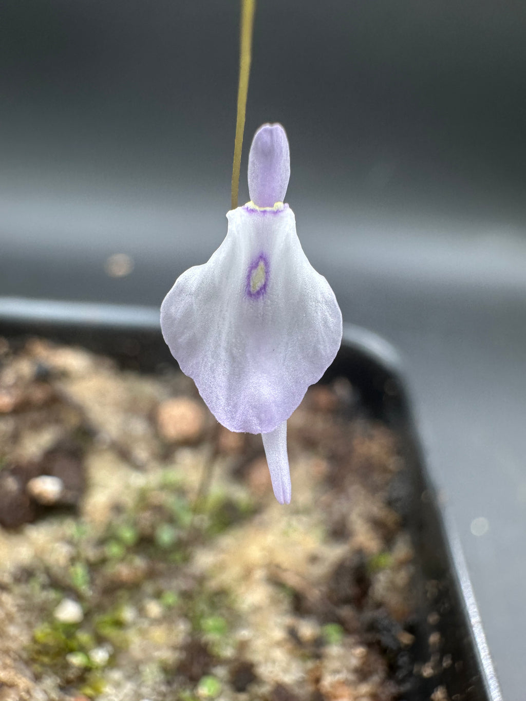 Utricularia pubescens (Serra Caraca, Minas Gerais, BRA)