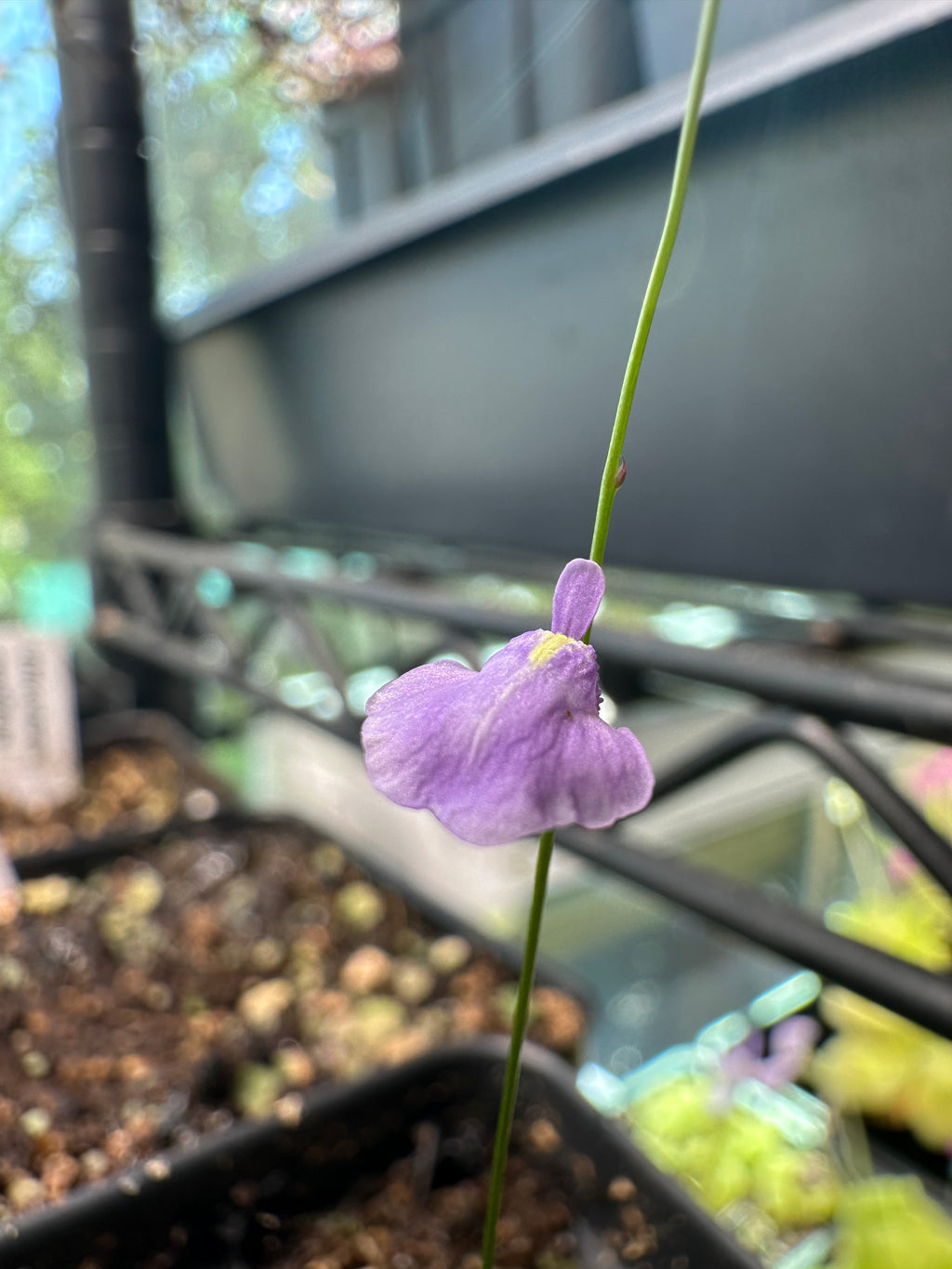 Utricularia lateriflora (Rainbow Beach, Queensland, AUS)