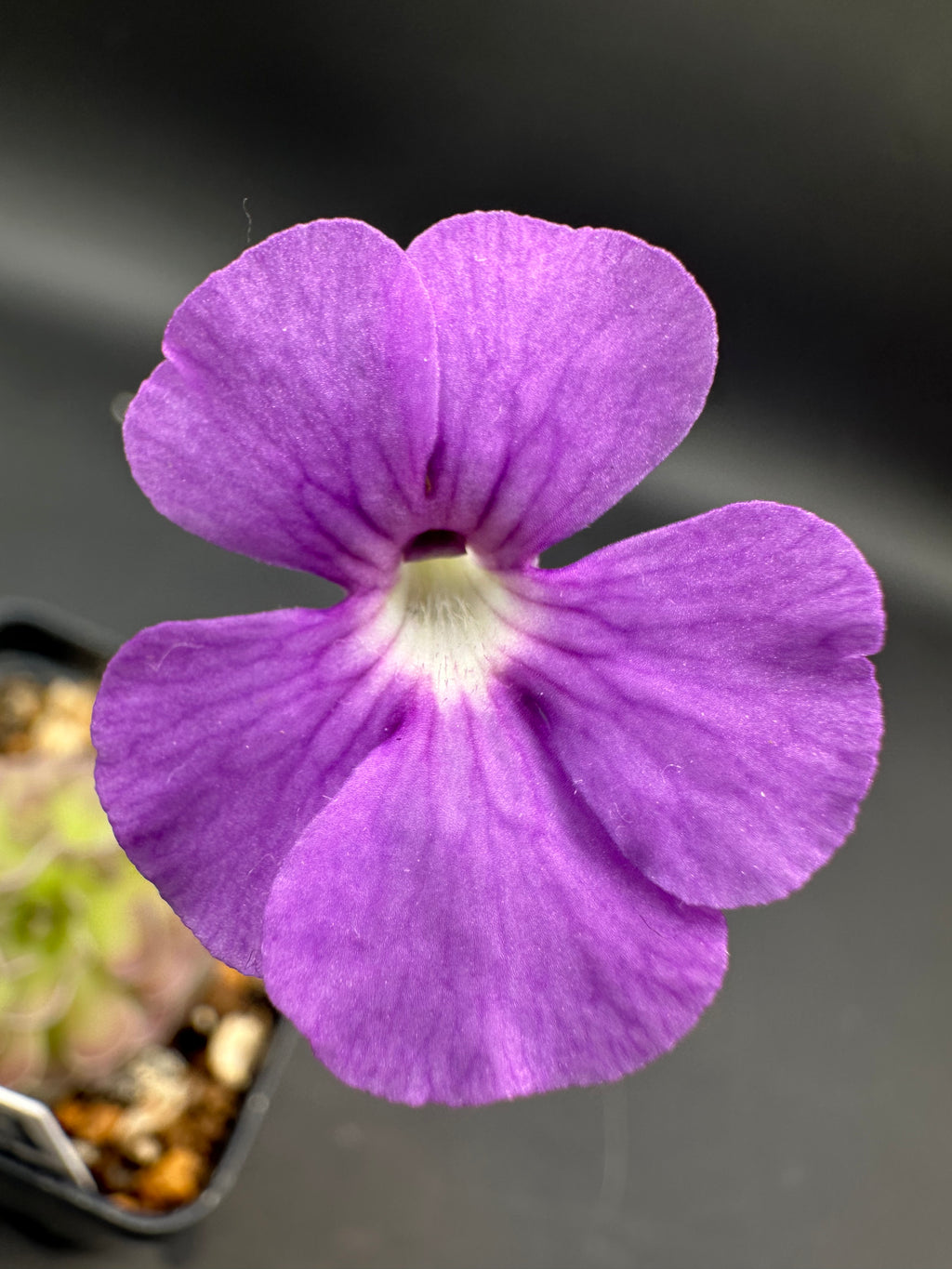 Pinguicula jaumavensis x cyclosecta