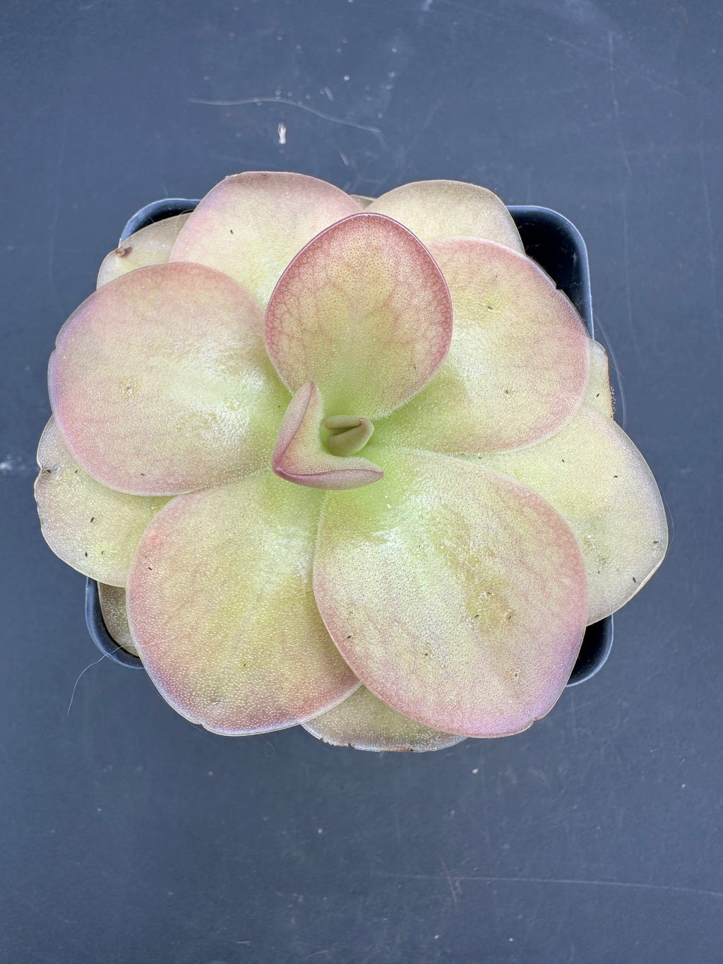Pinguicula moranensis "J"