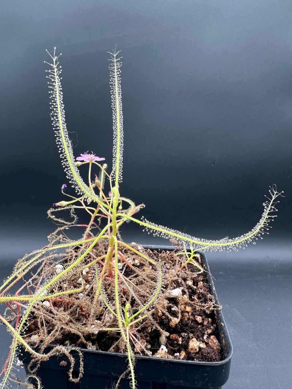 Drosera serpens seeds 10+