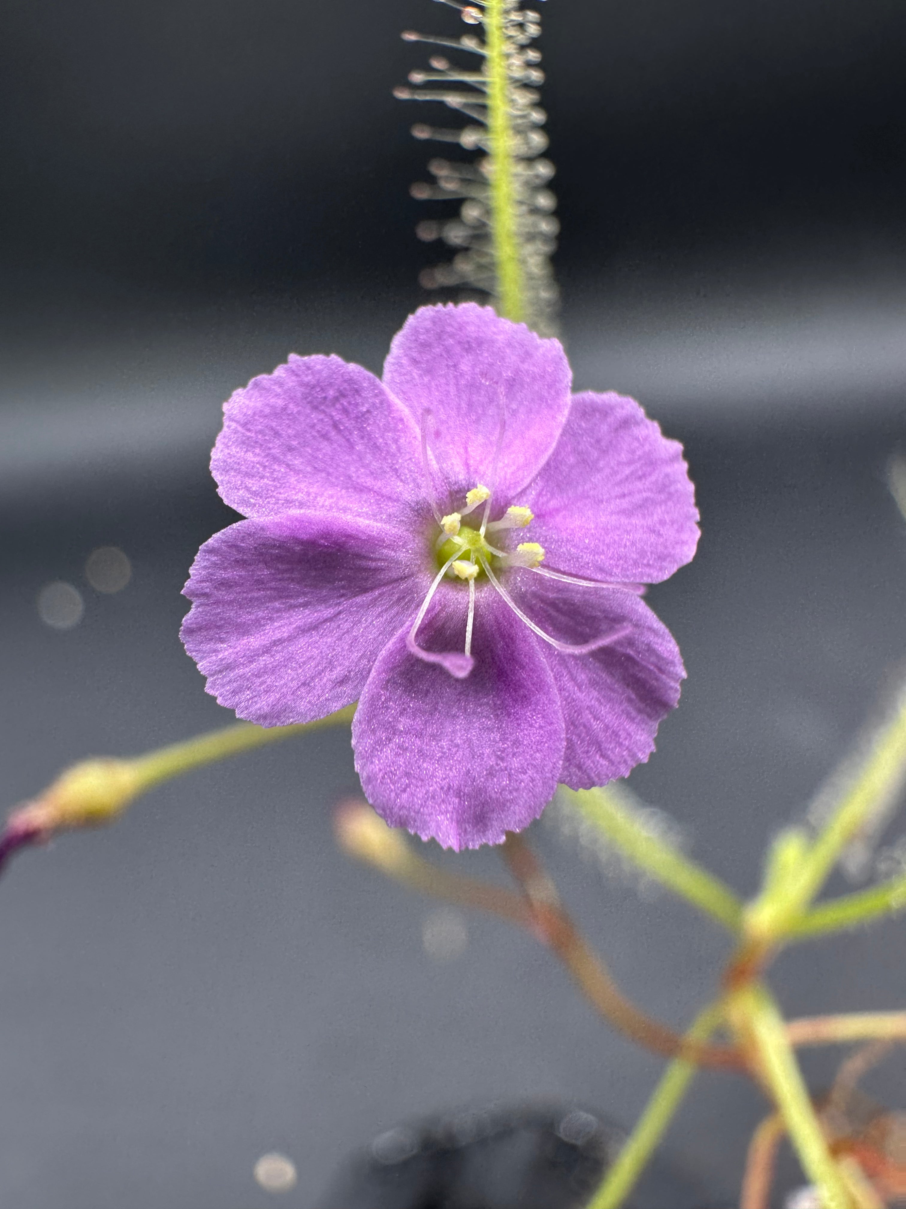 Drosera serpens seeds 10+