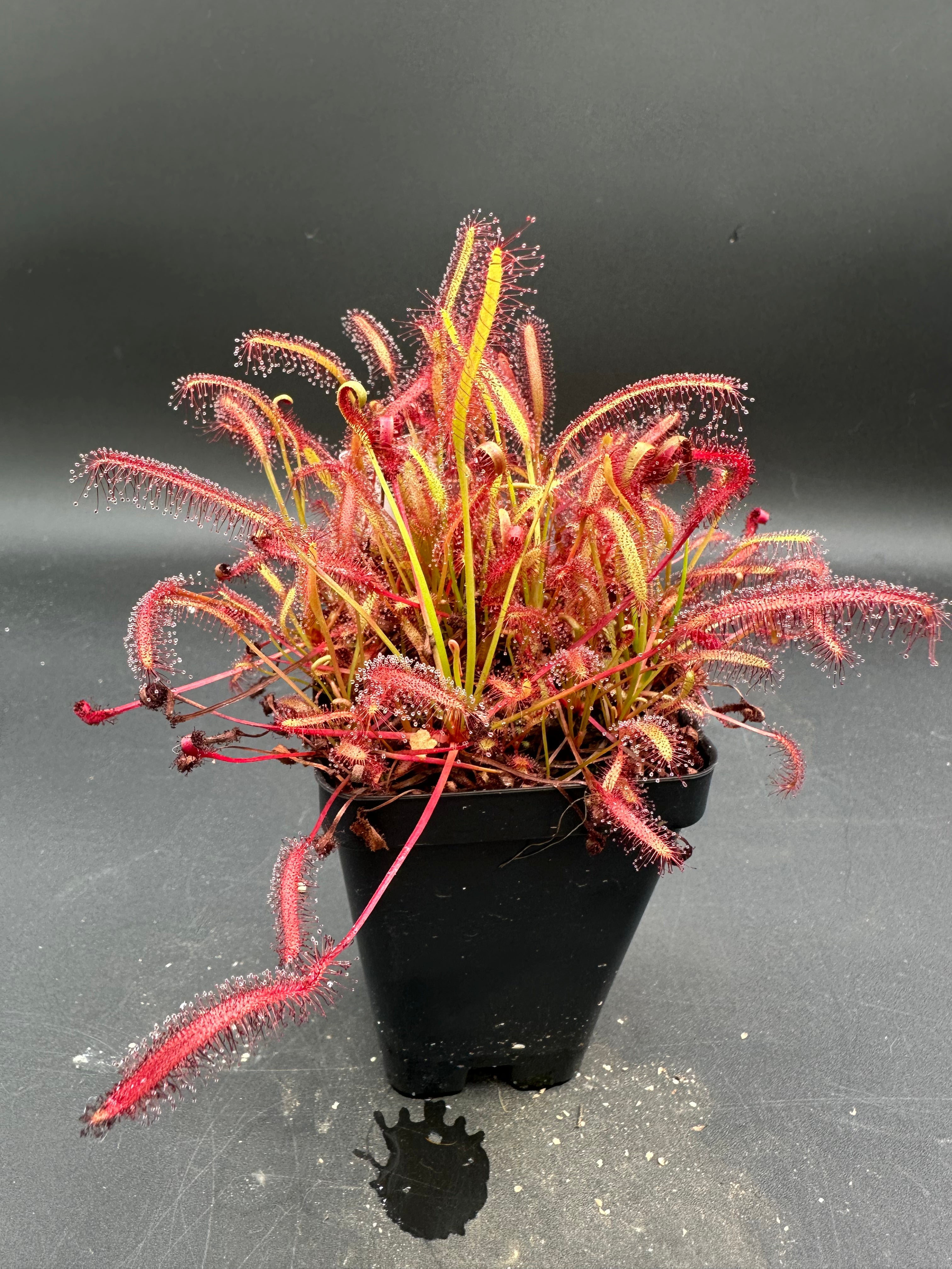 Drosera capensis “Giant” (Montagu Pass, ZAF)