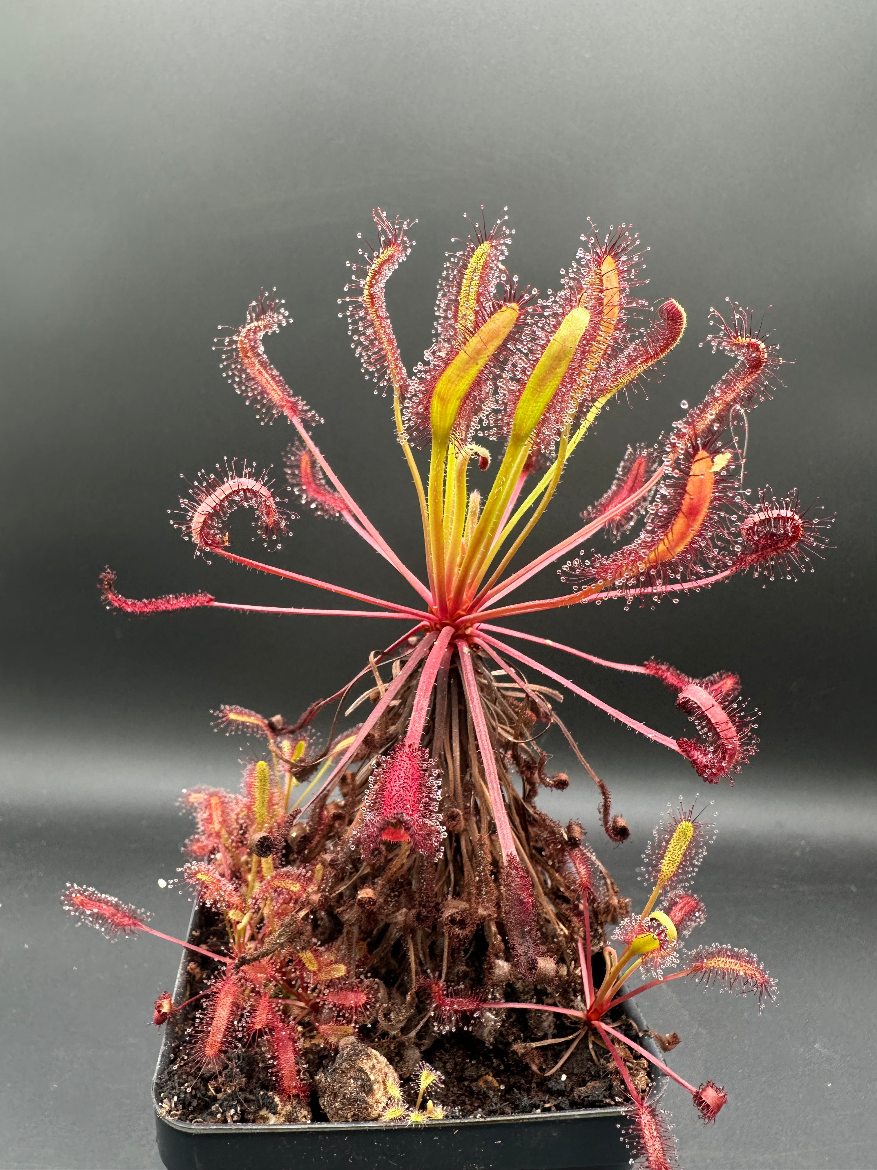 Drosera capensis “Scorpio”
