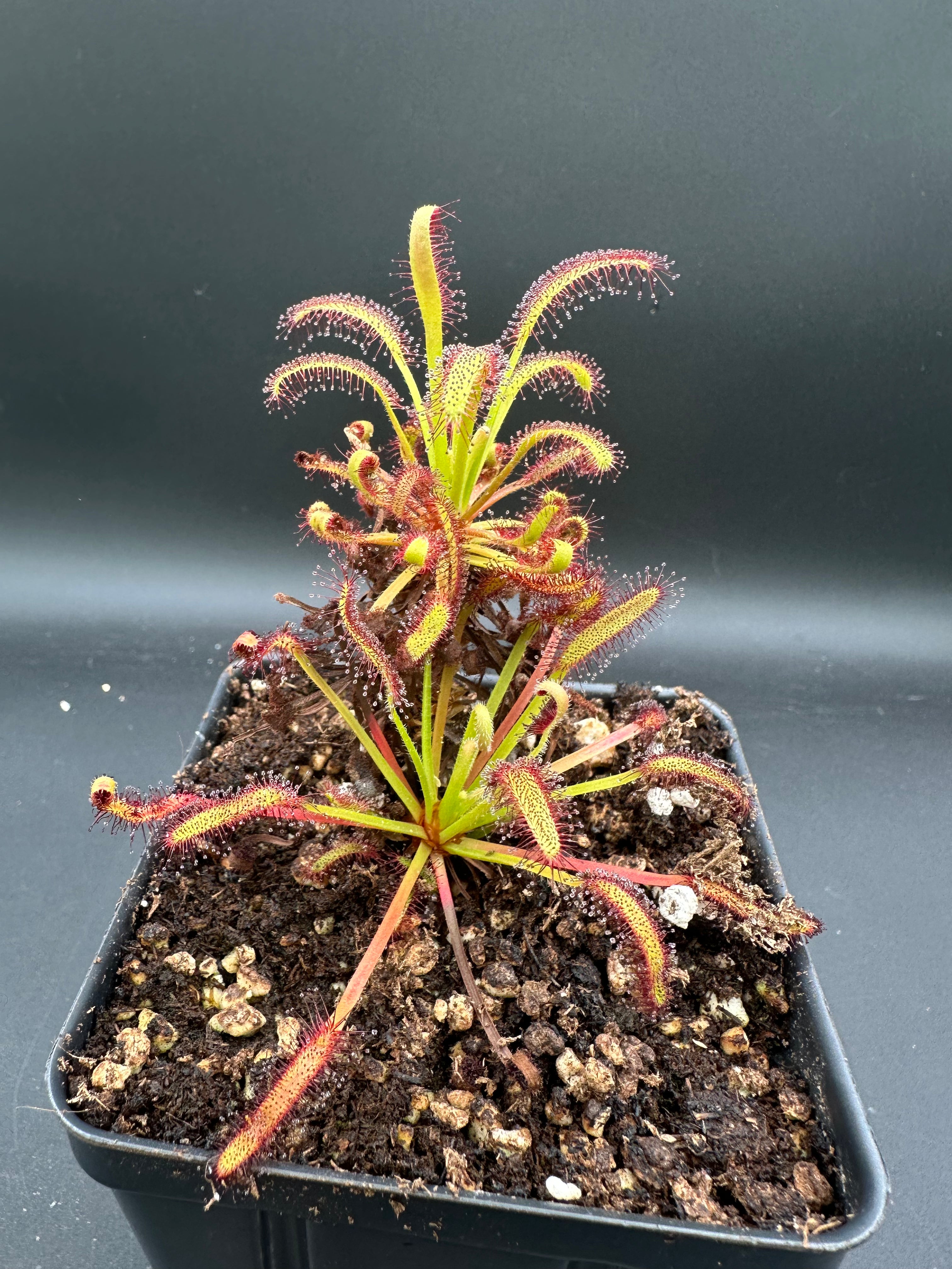 Drosera capensis (Near Franschhoek, ZAF)