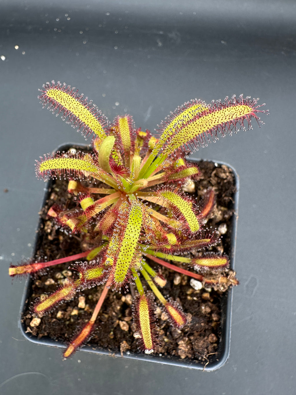 Drosera capensis (Near Franschhoek, ZAF)