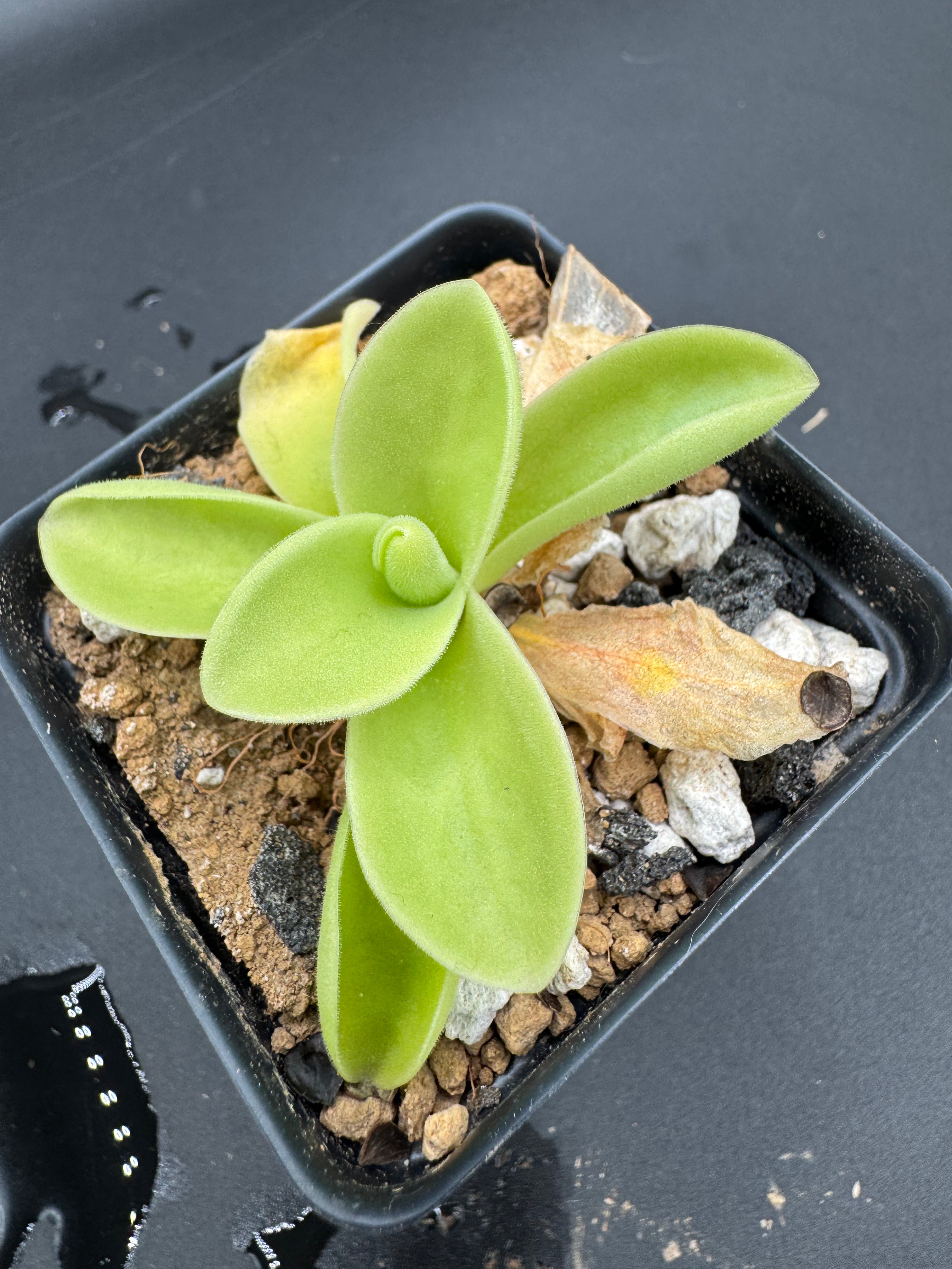 Pinguicula gigantea