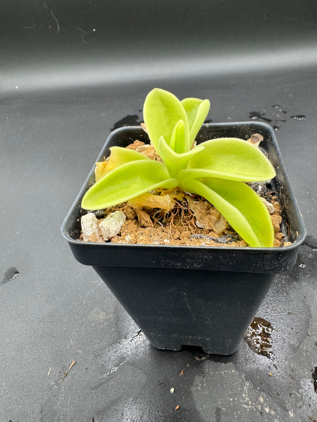 Pinguicula gigantea