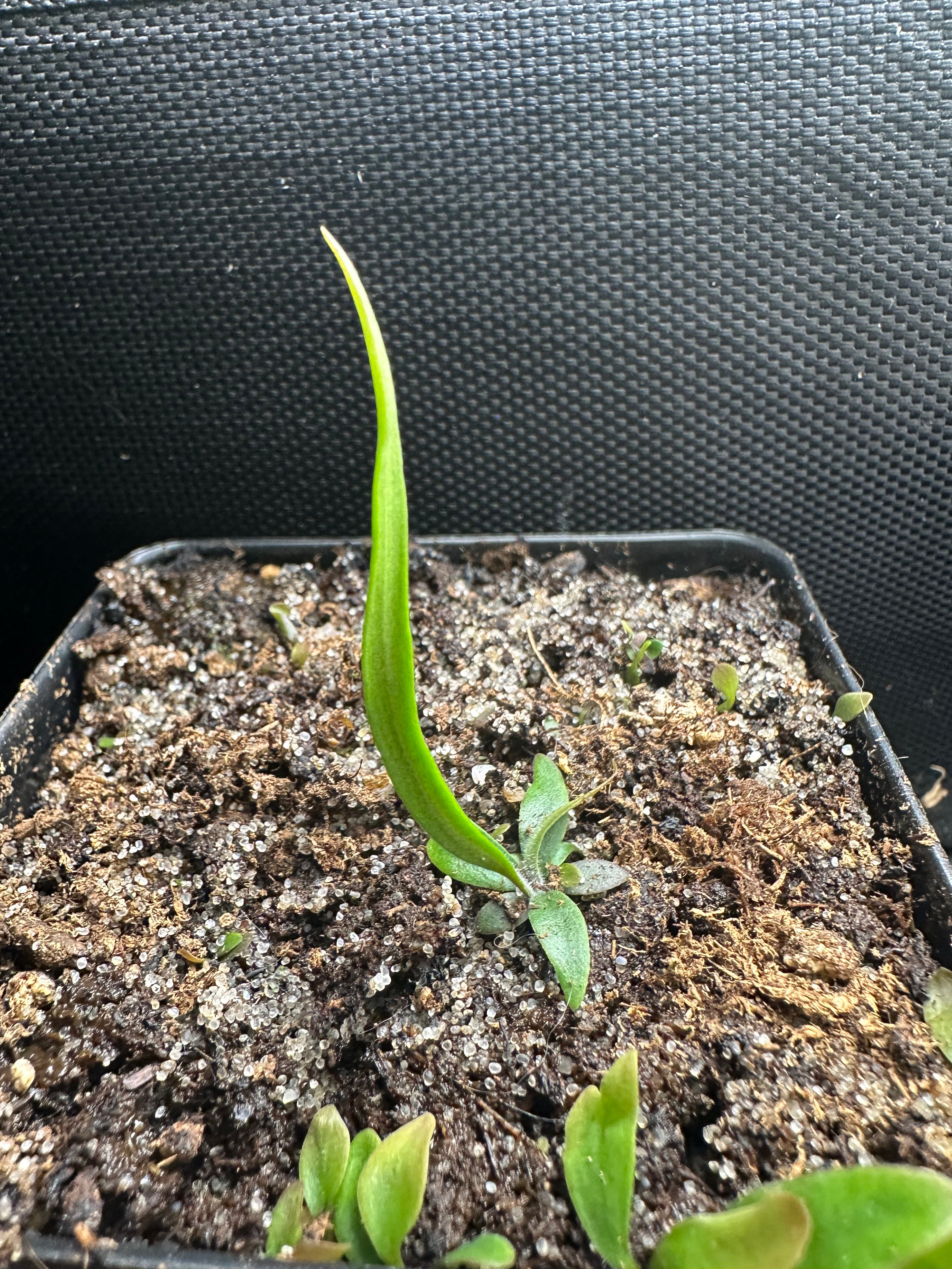 Utricularia praelonga