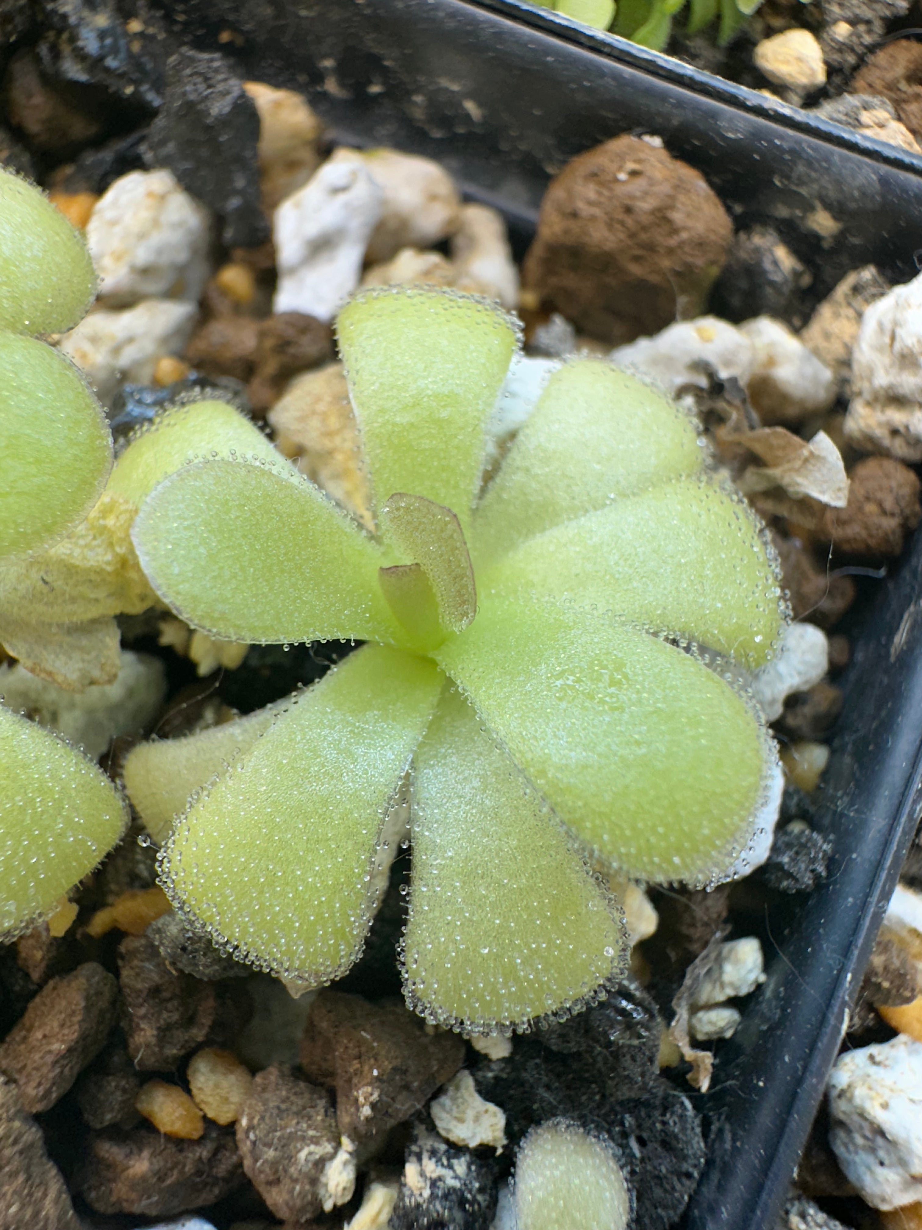 Pinguicula agnata (Mesa Leon, Hidalgo, Mexico)