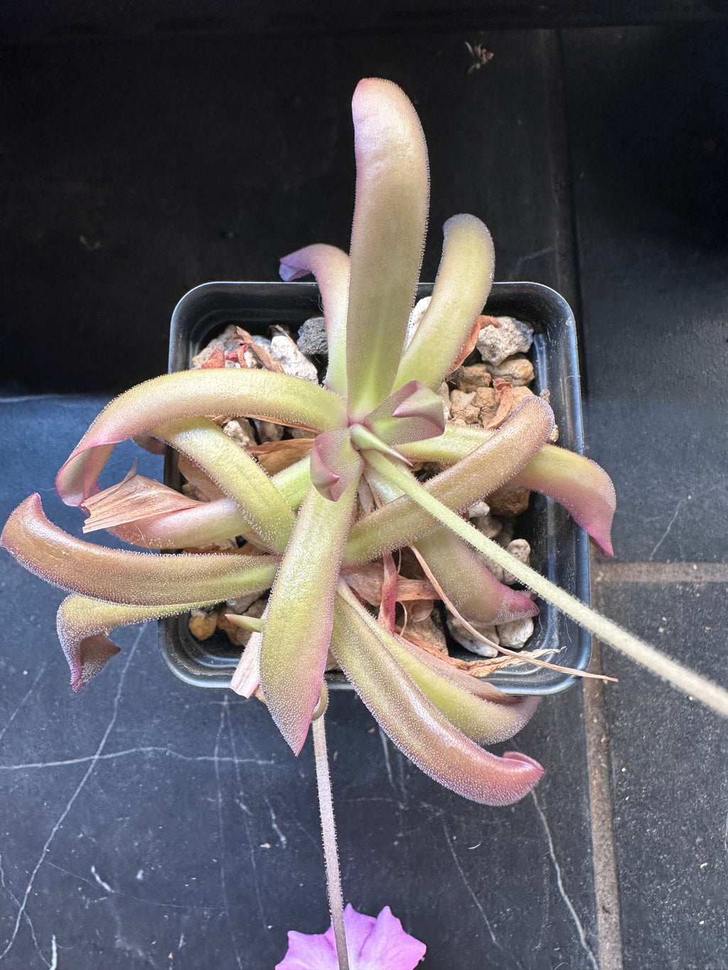 Pinguicula 'Faulisi' x moctezumae