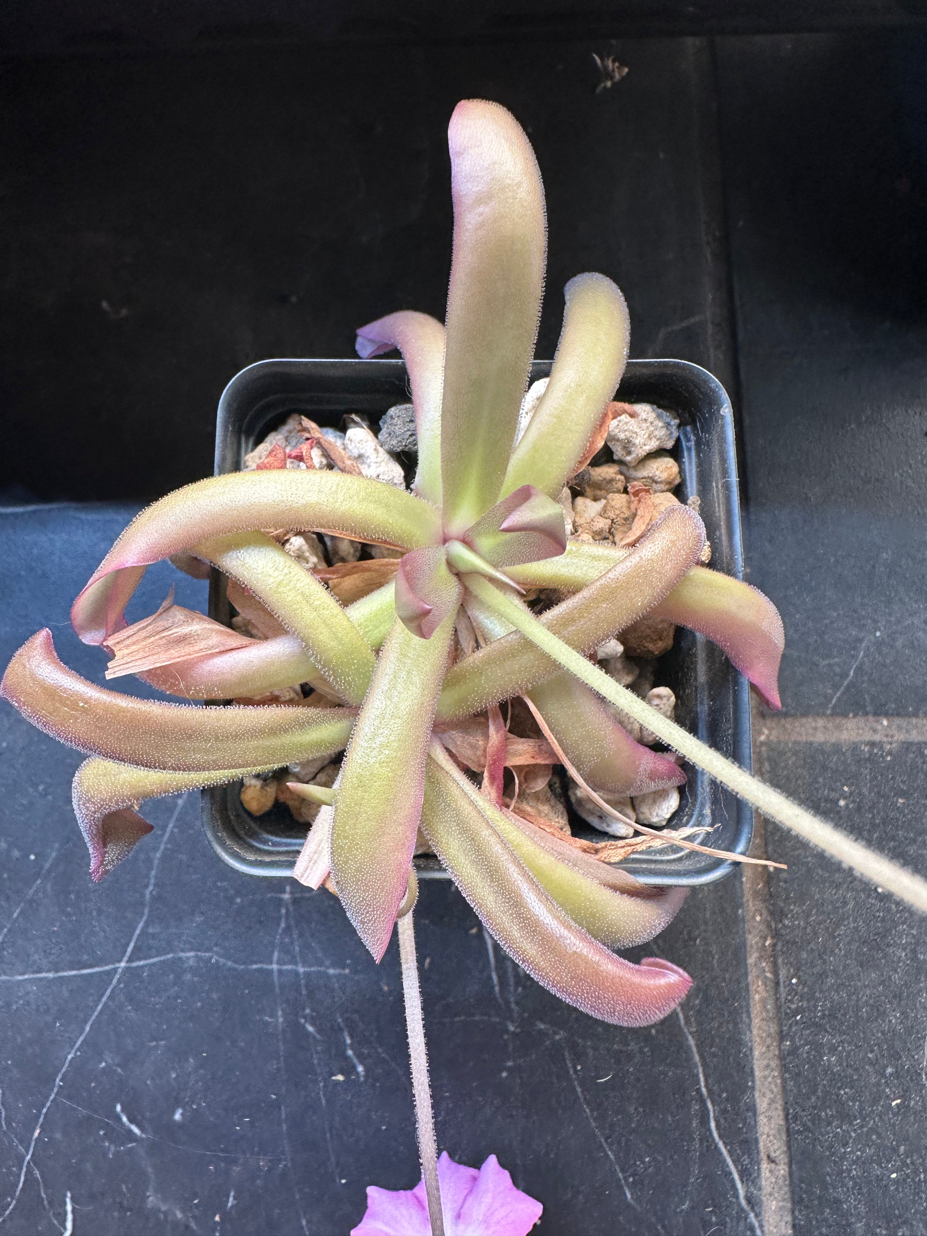 Pinguicula 'Faulisi' x moctezumae