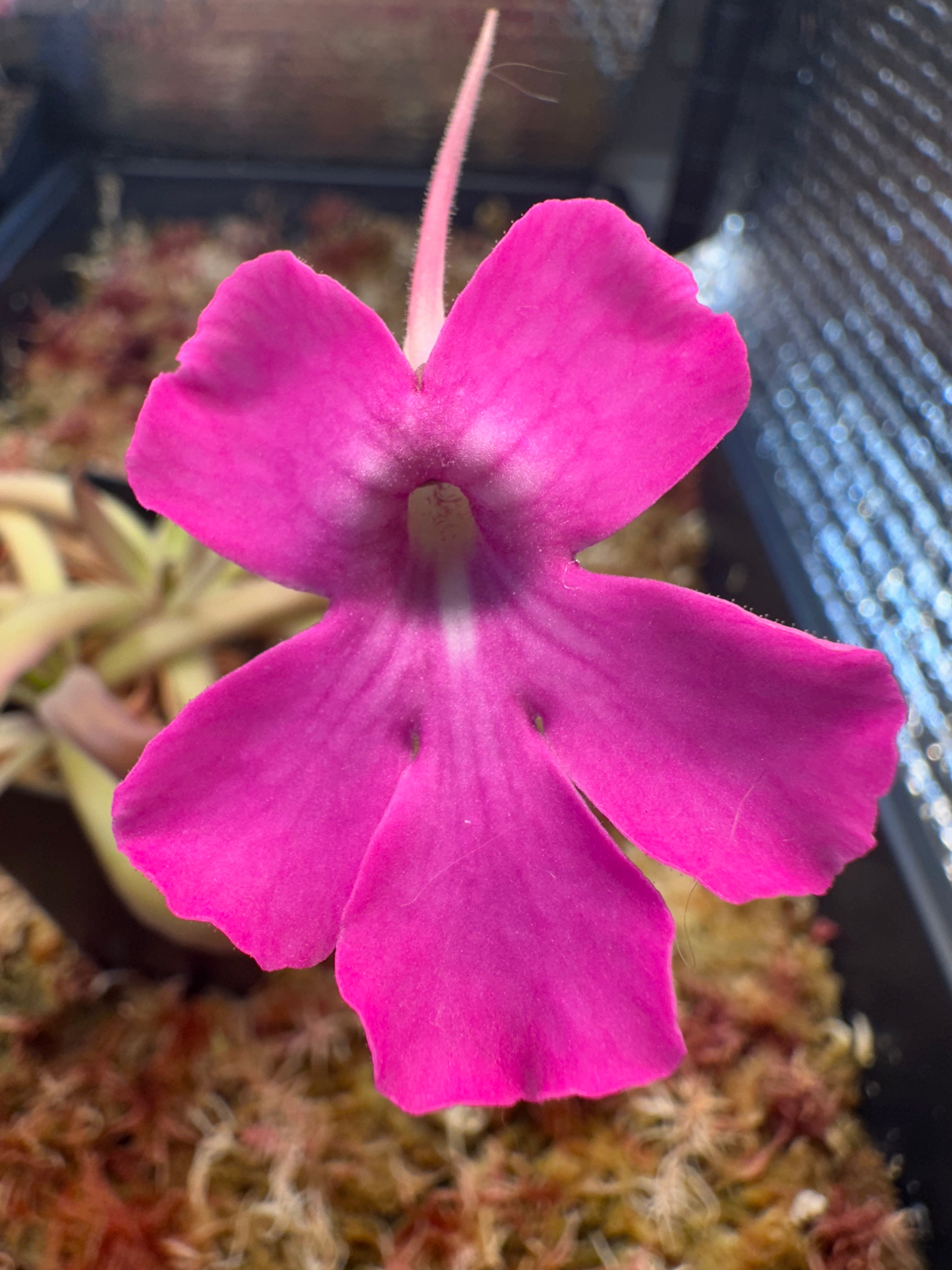Pinguicula 'Faulisi' x moctezumae