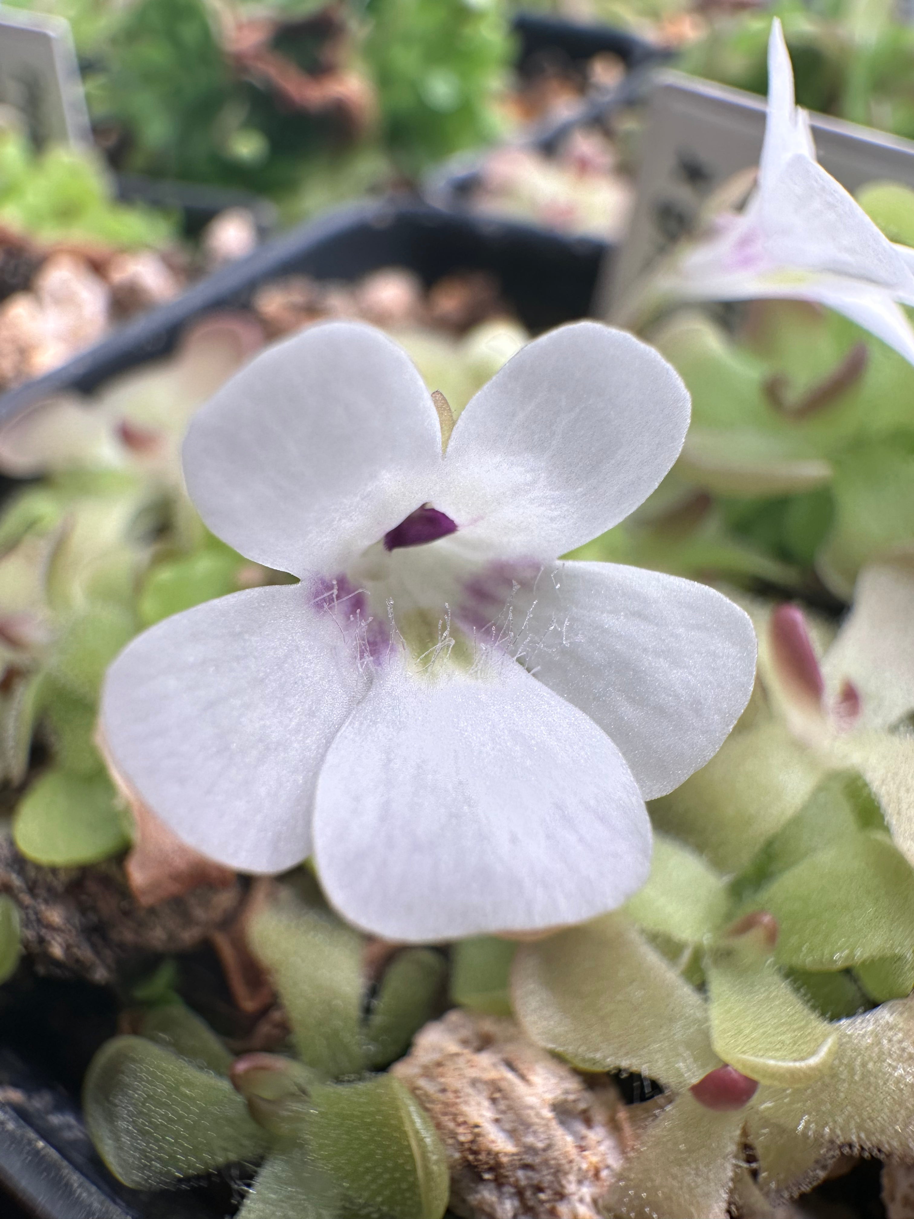 Pinguicula gracilis