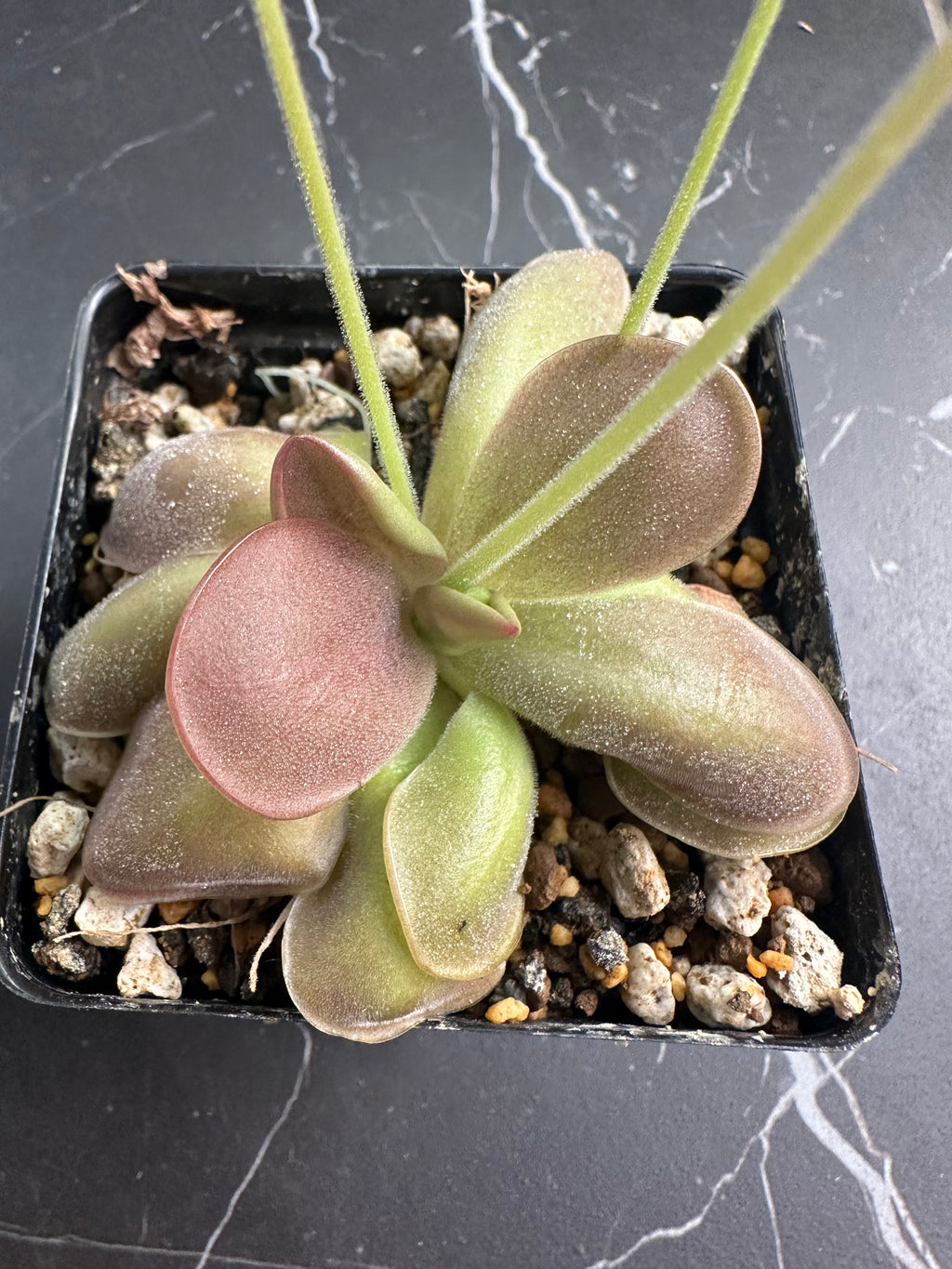 Pinguicula “Mehitable”