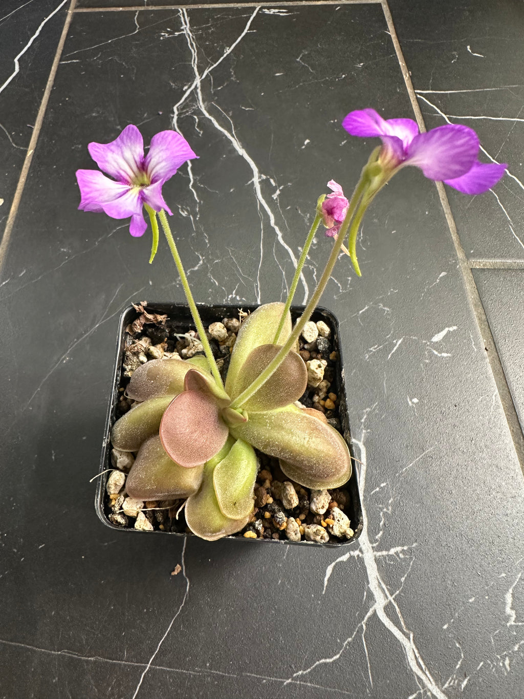 Pinguicula “Mehitable”
