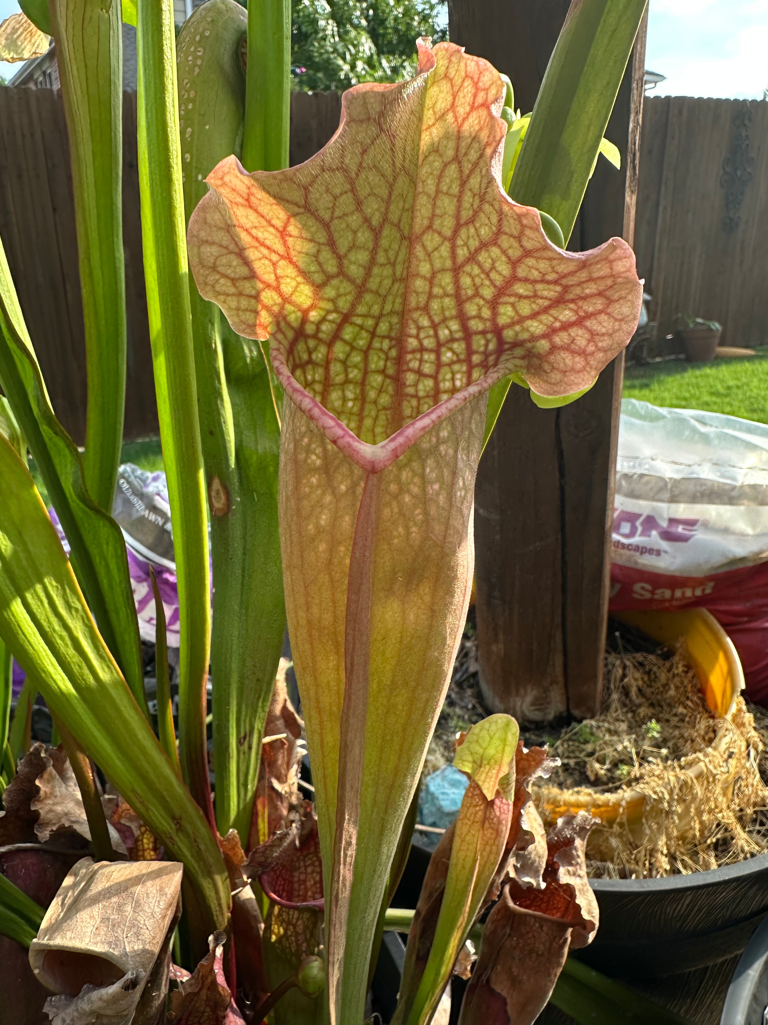 Sarracenia "Titan" x rosea